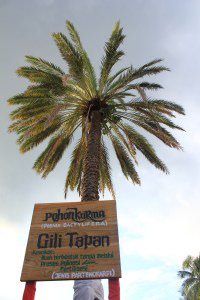 The only date tree in Gili Tapan