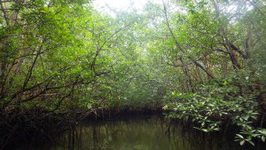 Mangrove conservation area