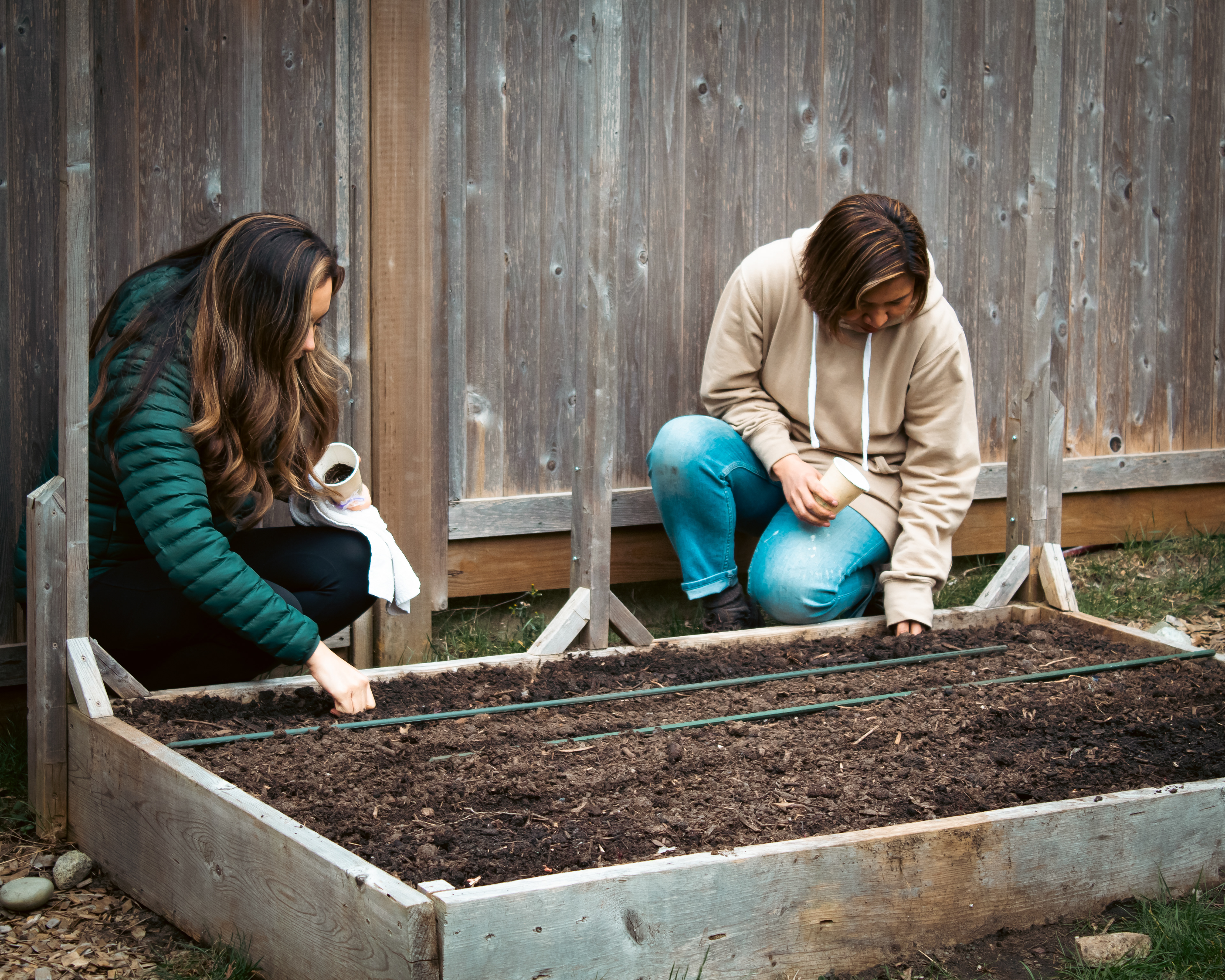 Sowing snap pea seeds