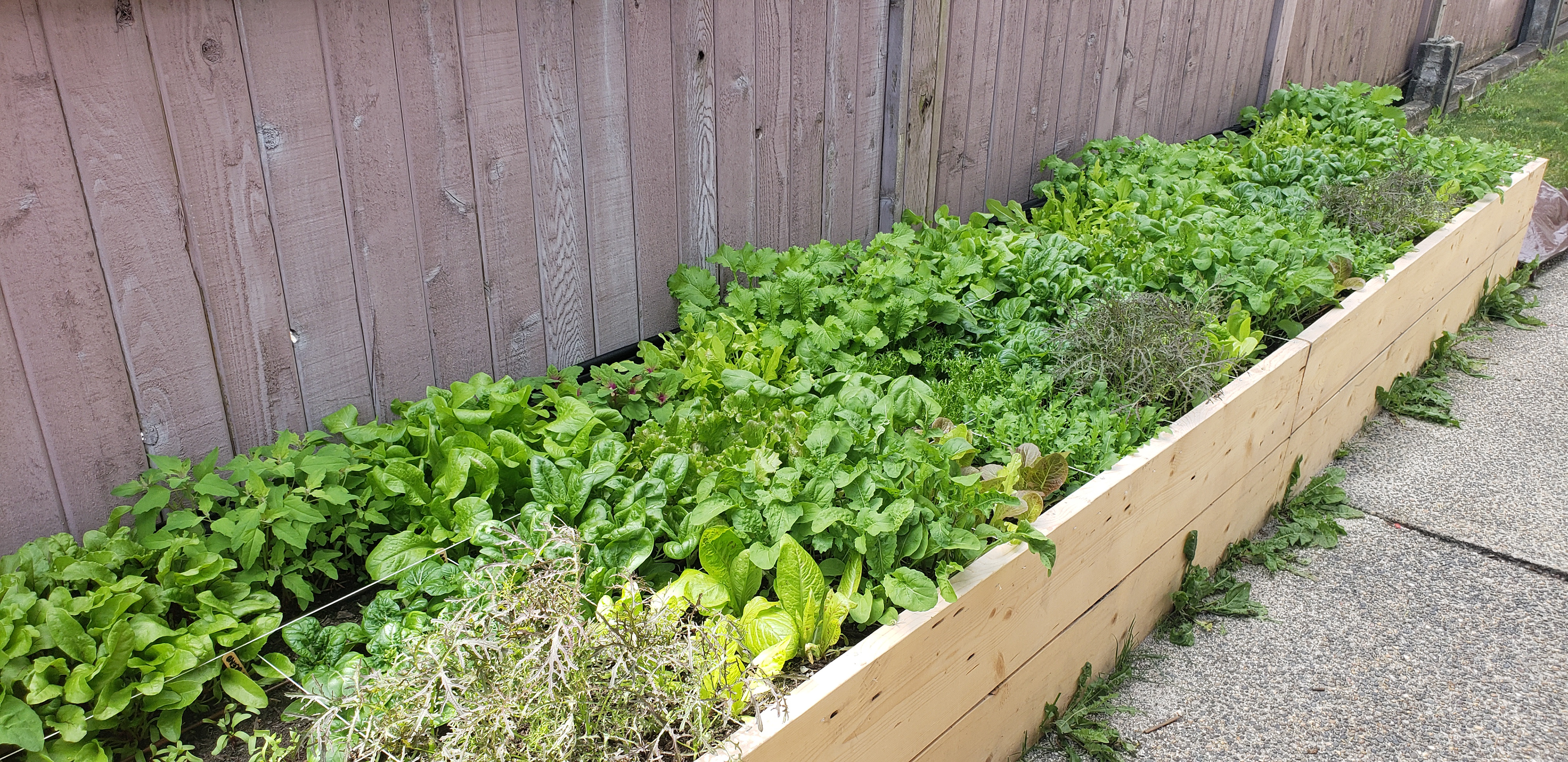 Massive salad garden.