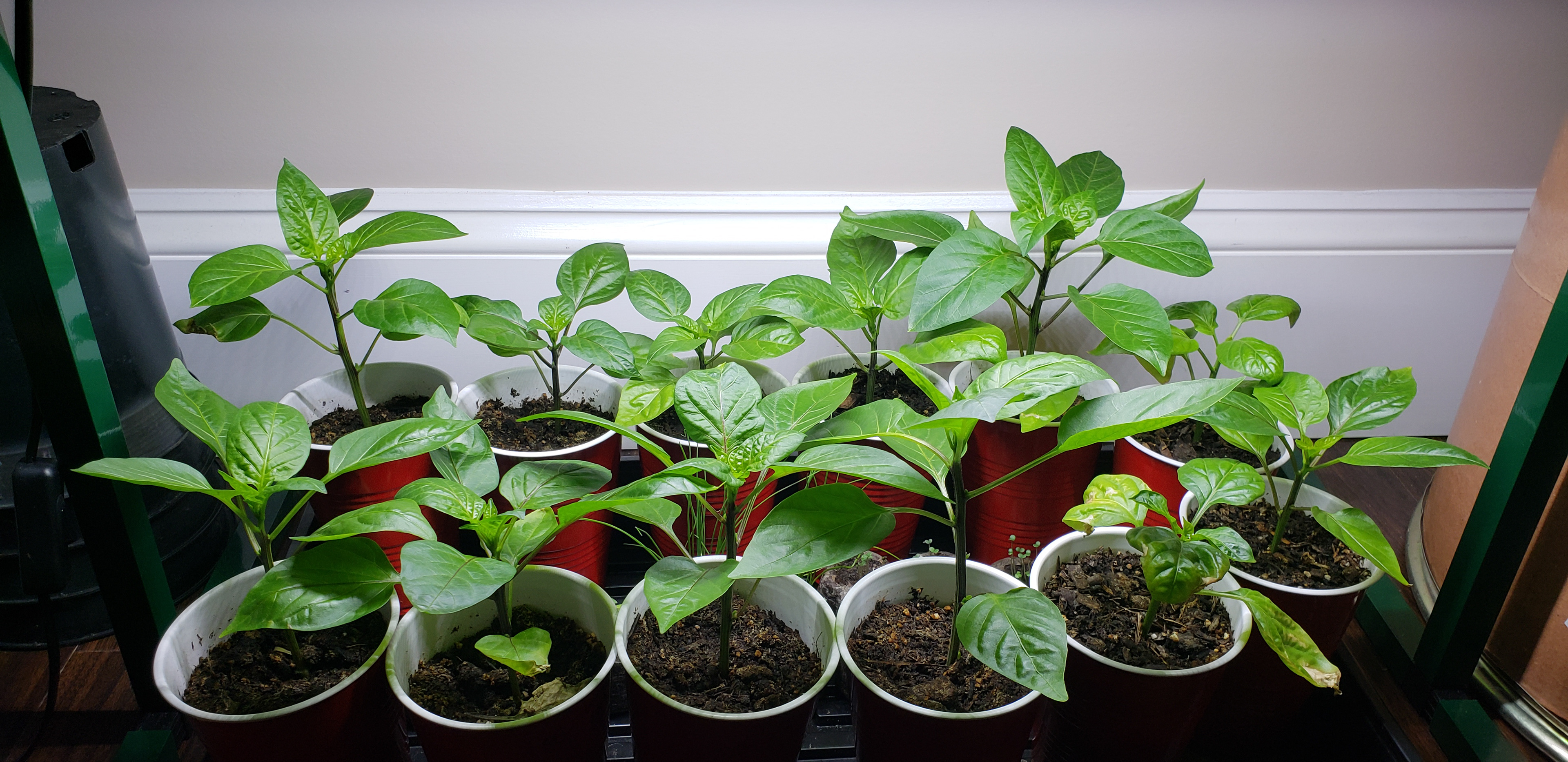 Bell peppers.