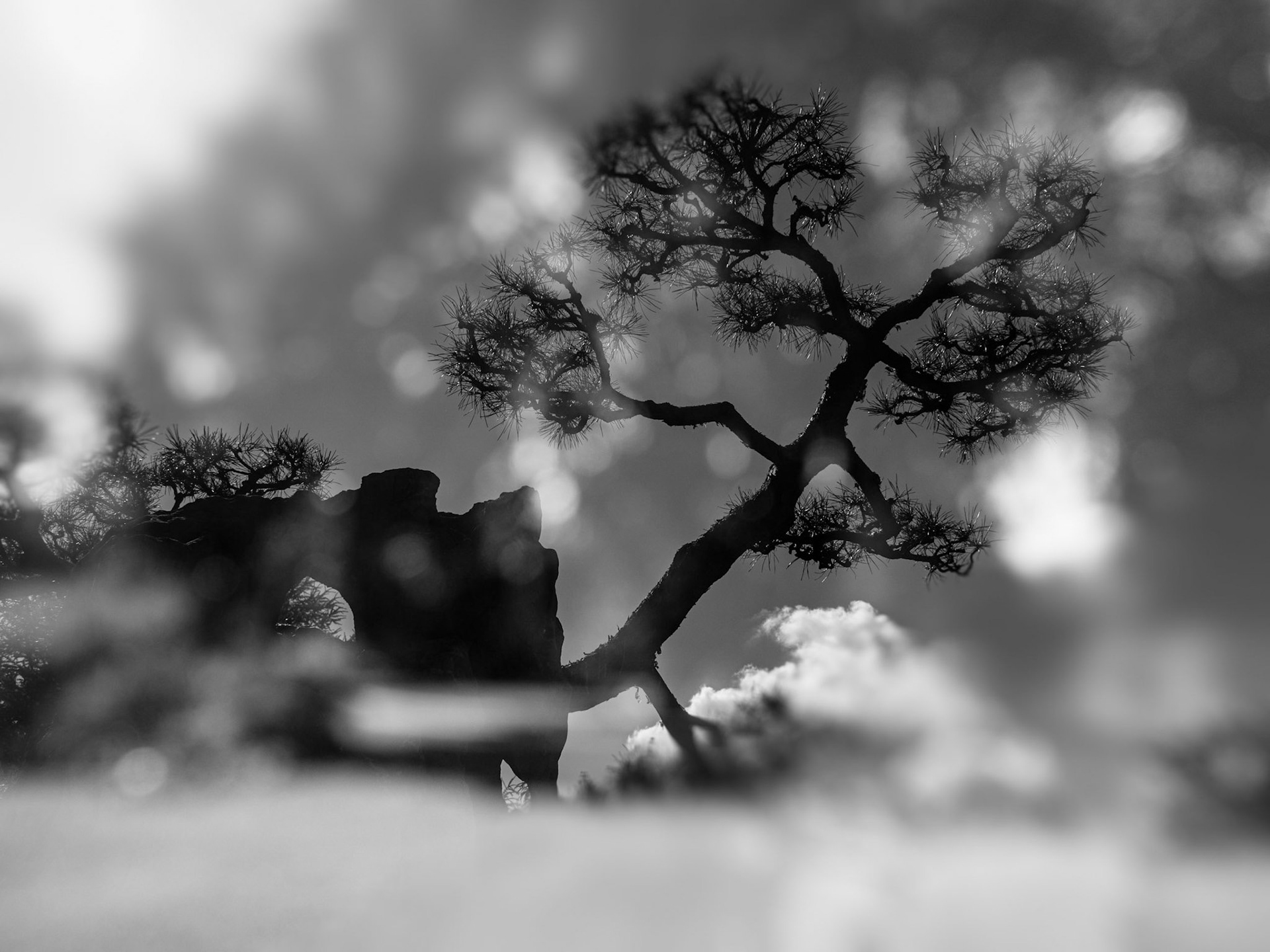 Jardin chinois