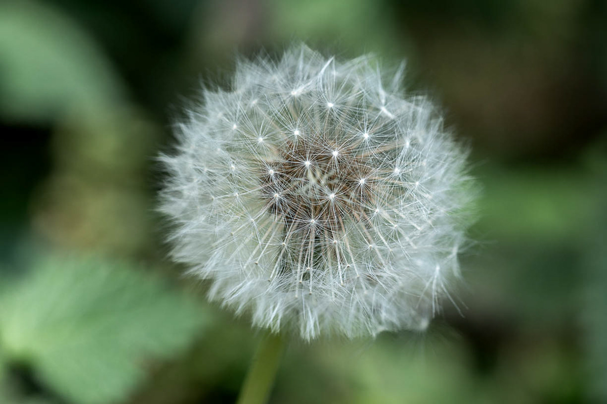 La sphère de coton