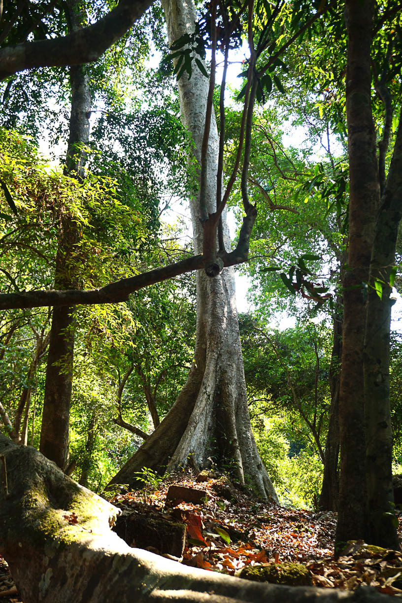 L’esprit des bois - Laos
