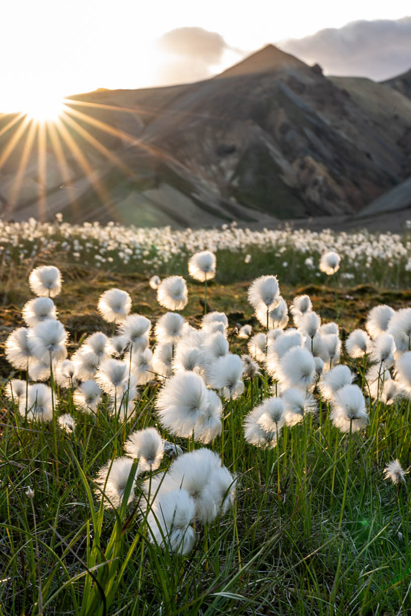 Le chant des linaigrettes - Islande