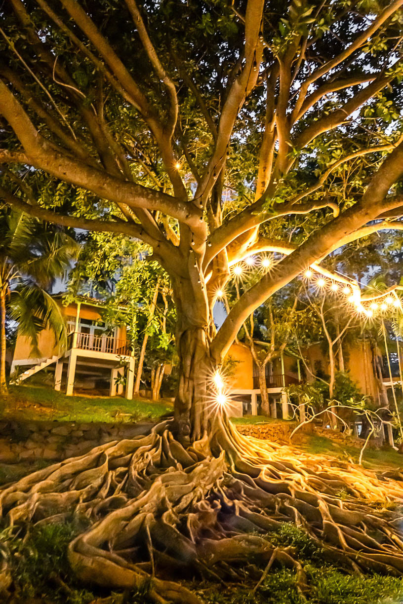 Le gardien des lumières - Sri Lanka