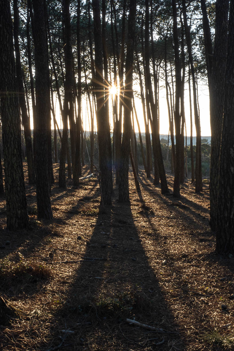 La force de la lumière - Landes