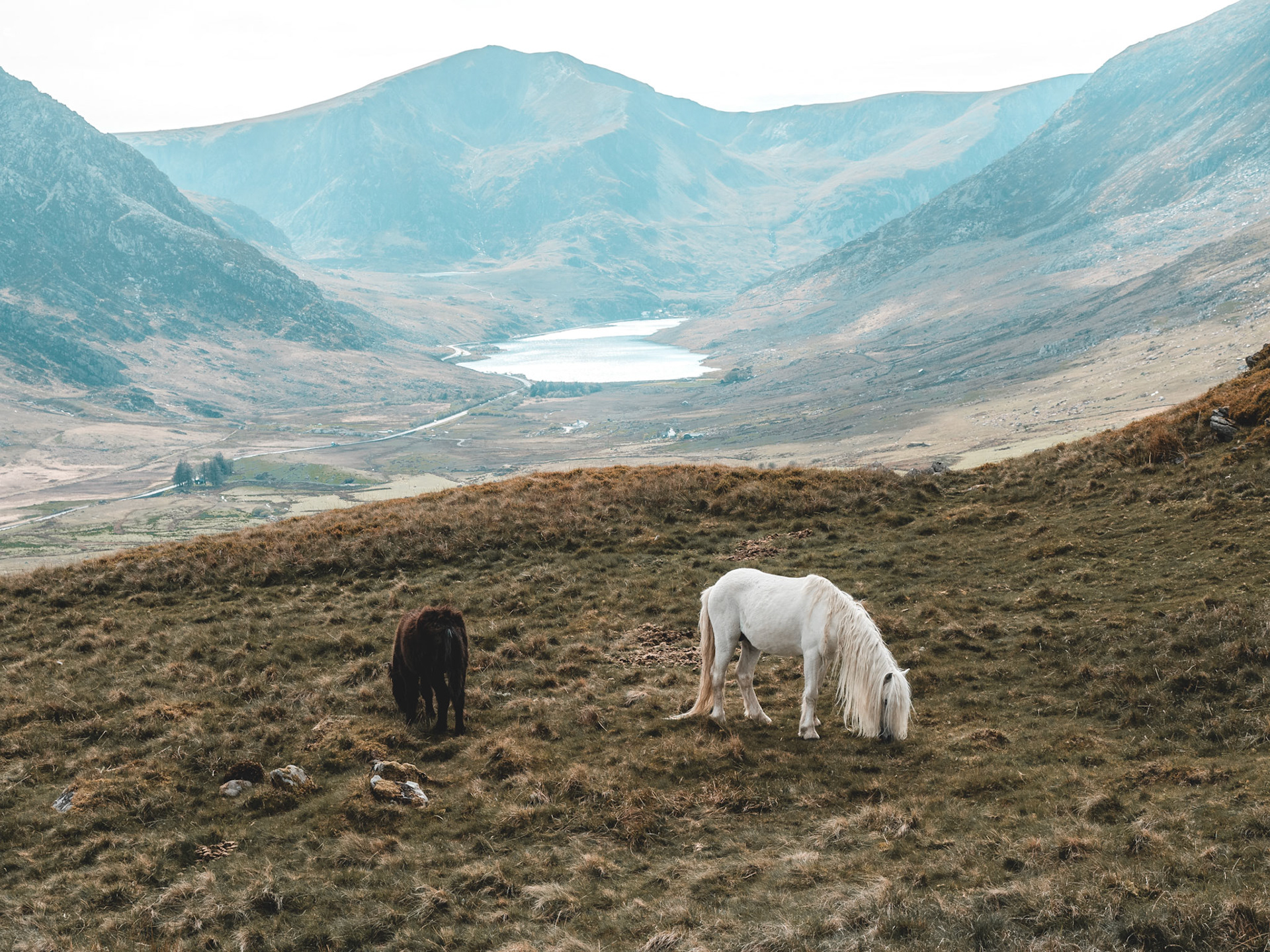 Carneddau Ponies on Pen Yr Helgi Du