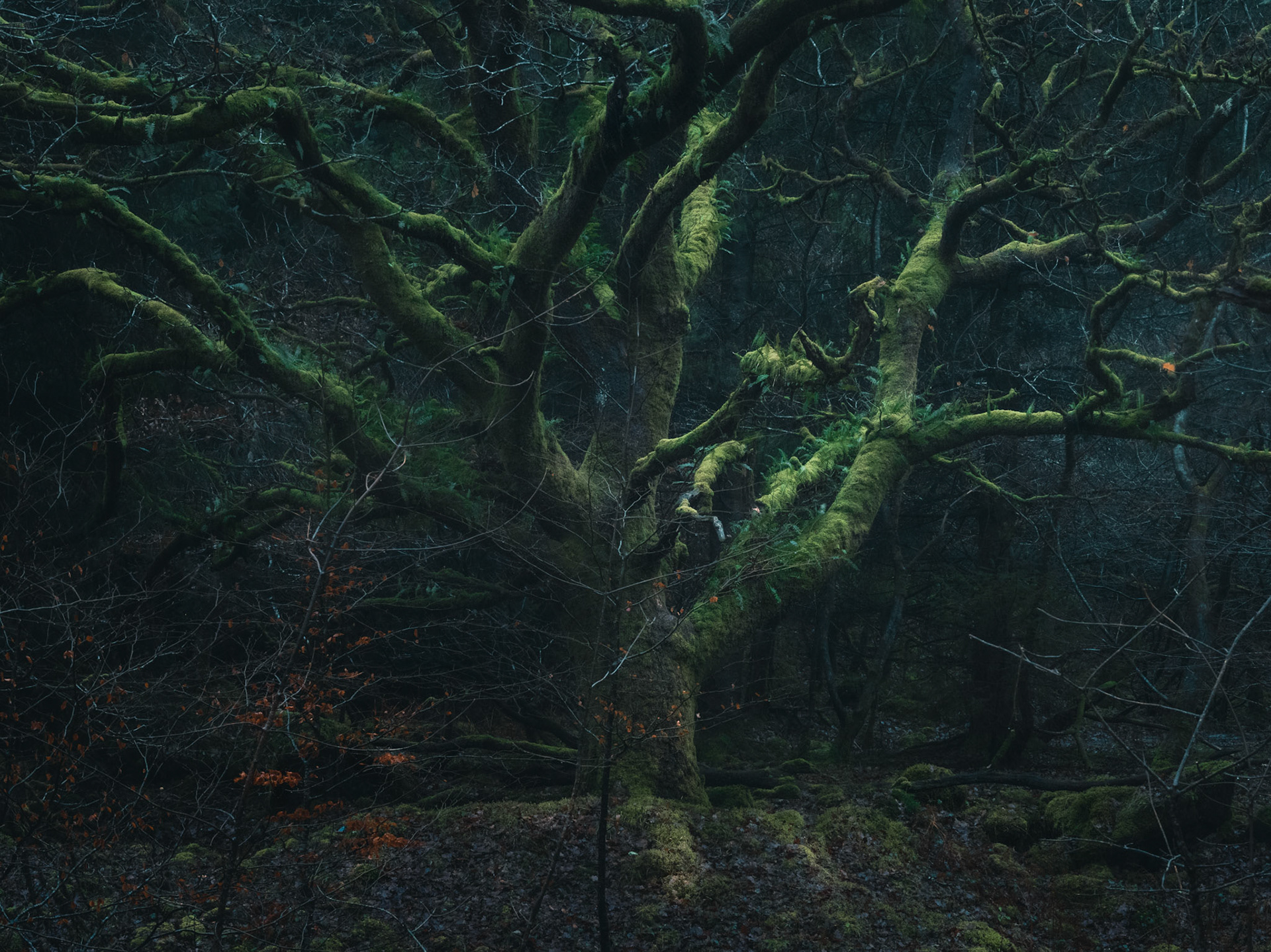 Burrator Woodland