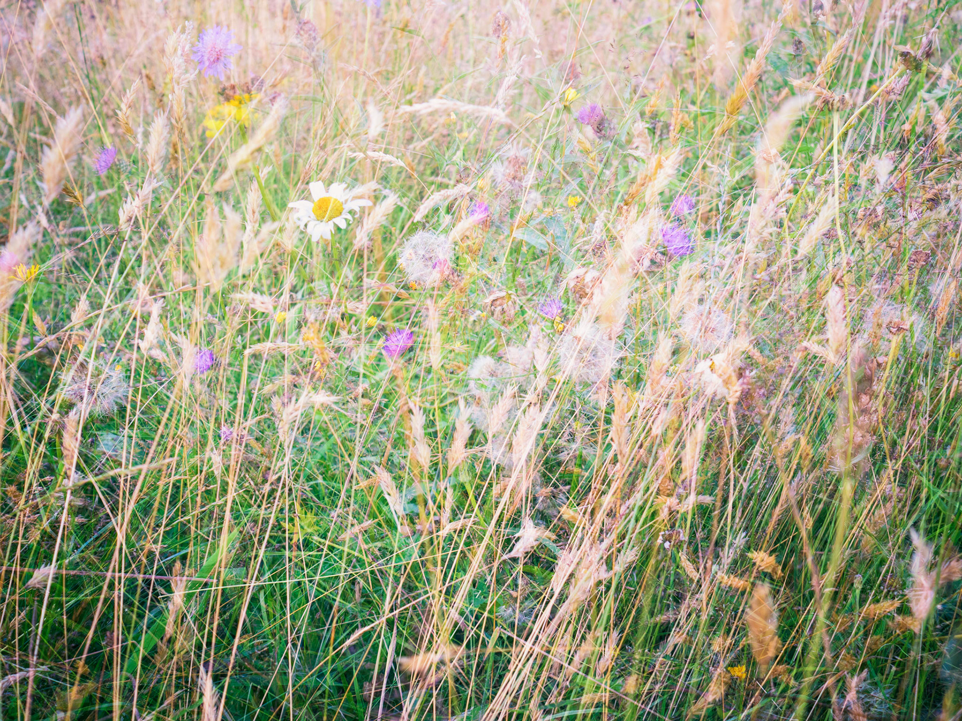 Summers Meadow multiple exposure