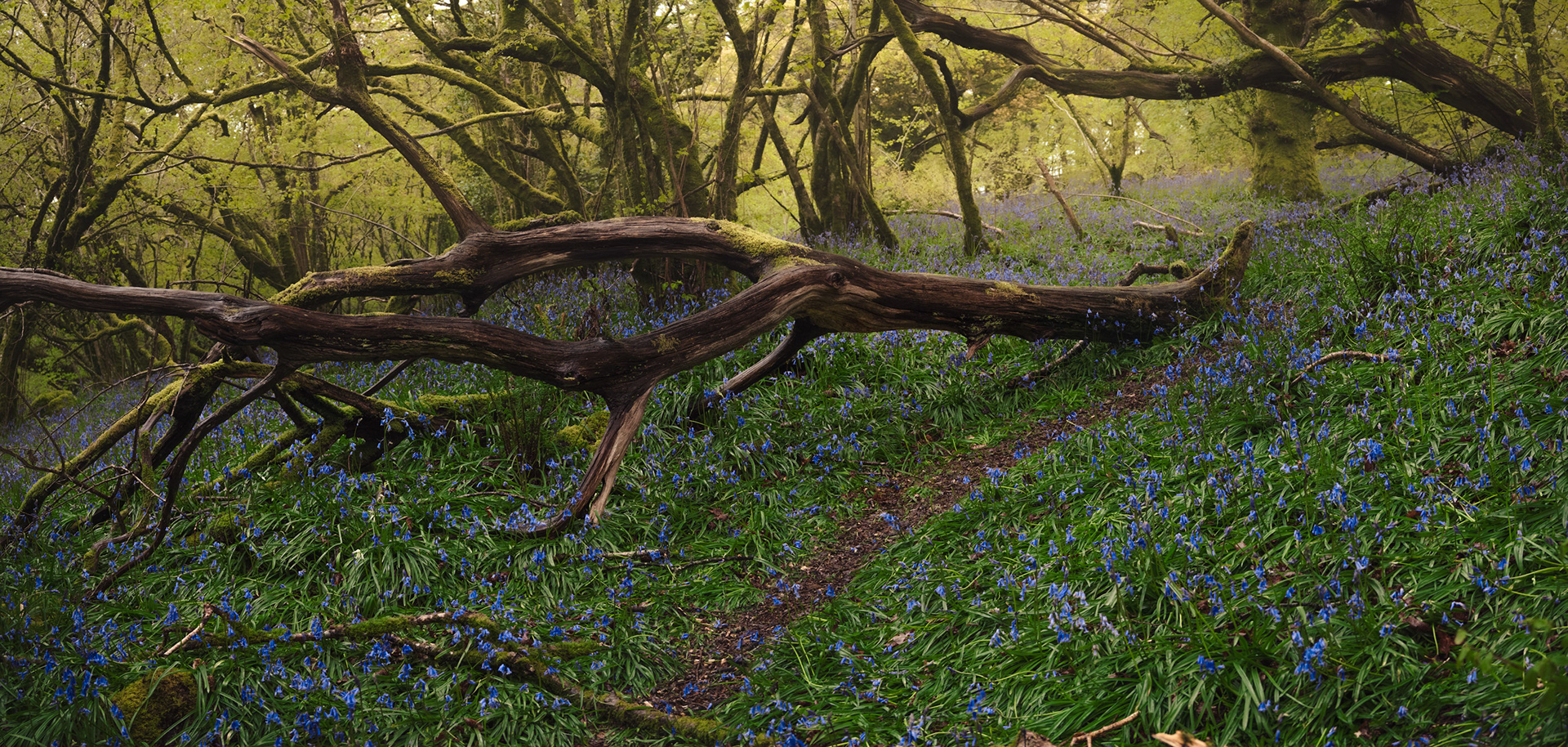 Bluebells of Meldon Wood