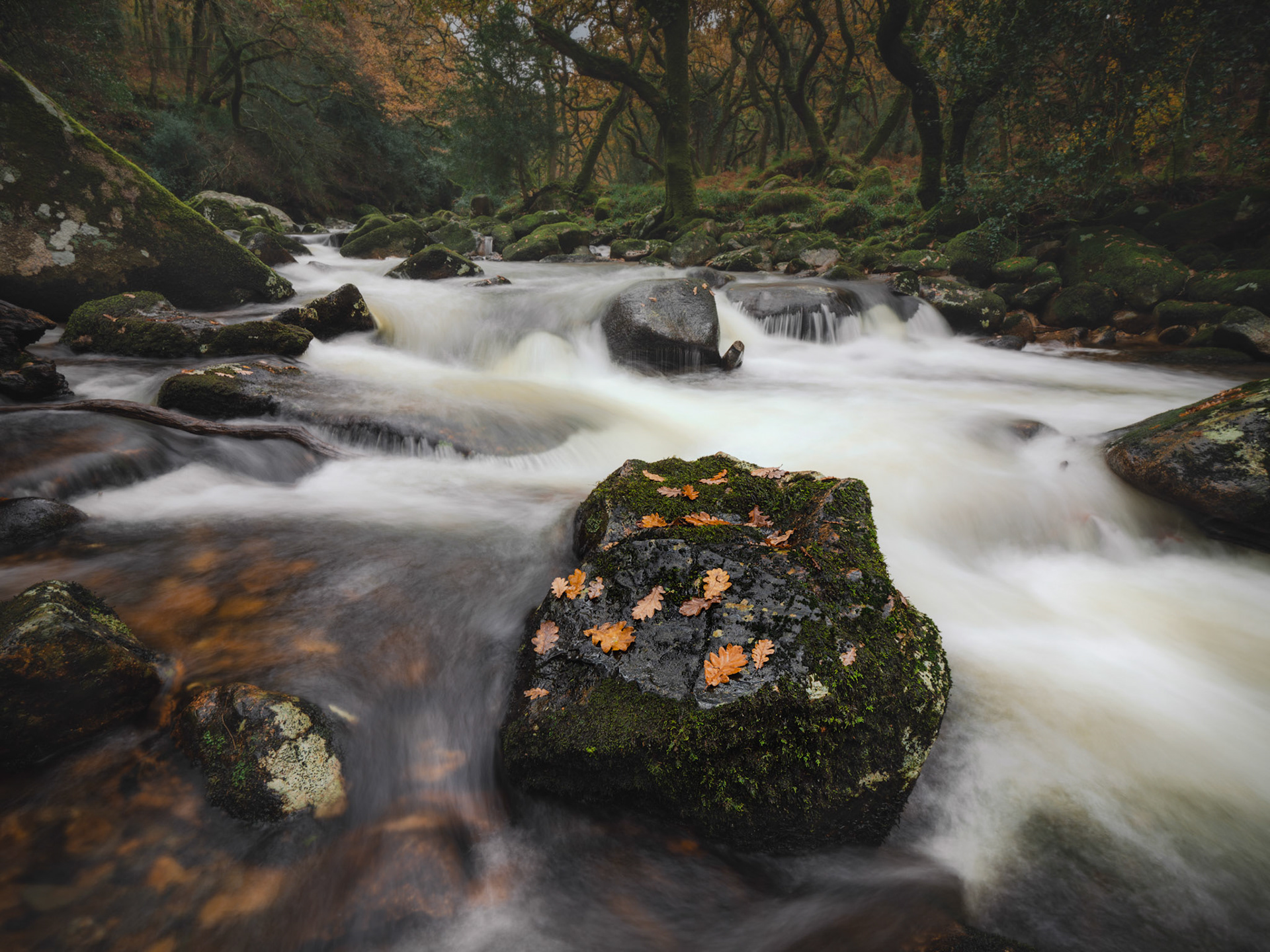 The River Plym at Dewerstone in Autumn