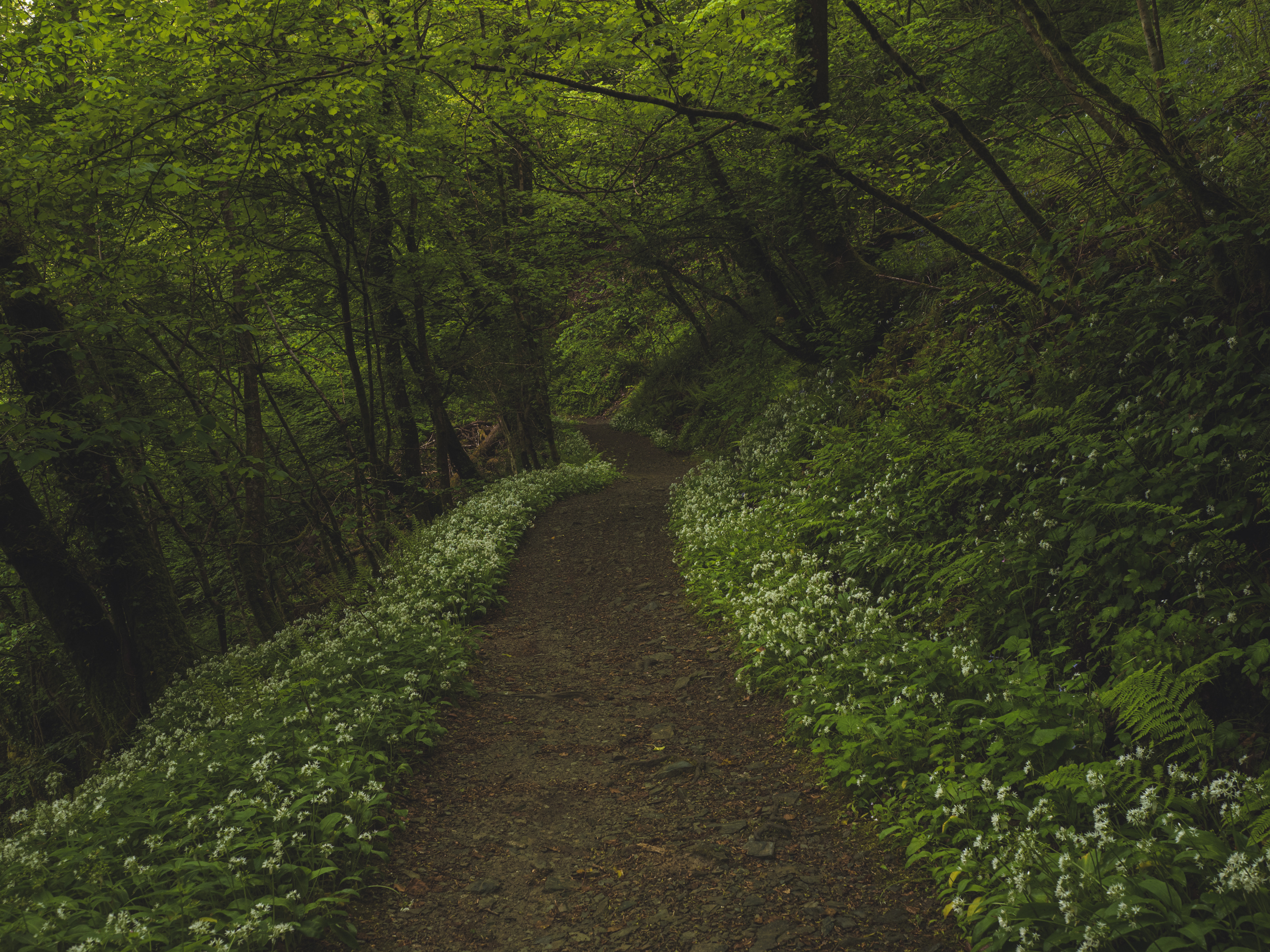 Lydford Gorge Wild Garlic and Bluebells