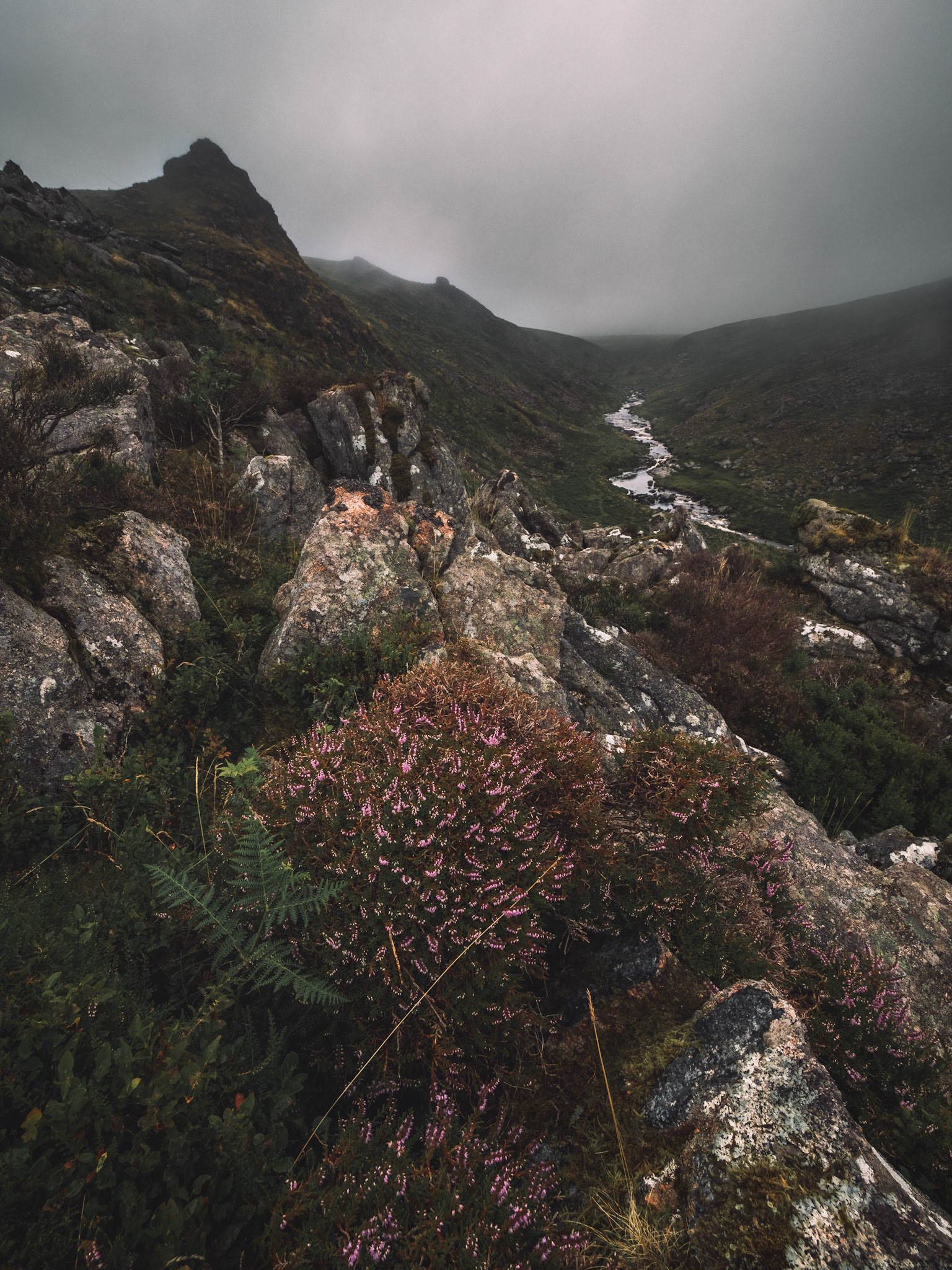 Heather around Tavy Cleave Tors