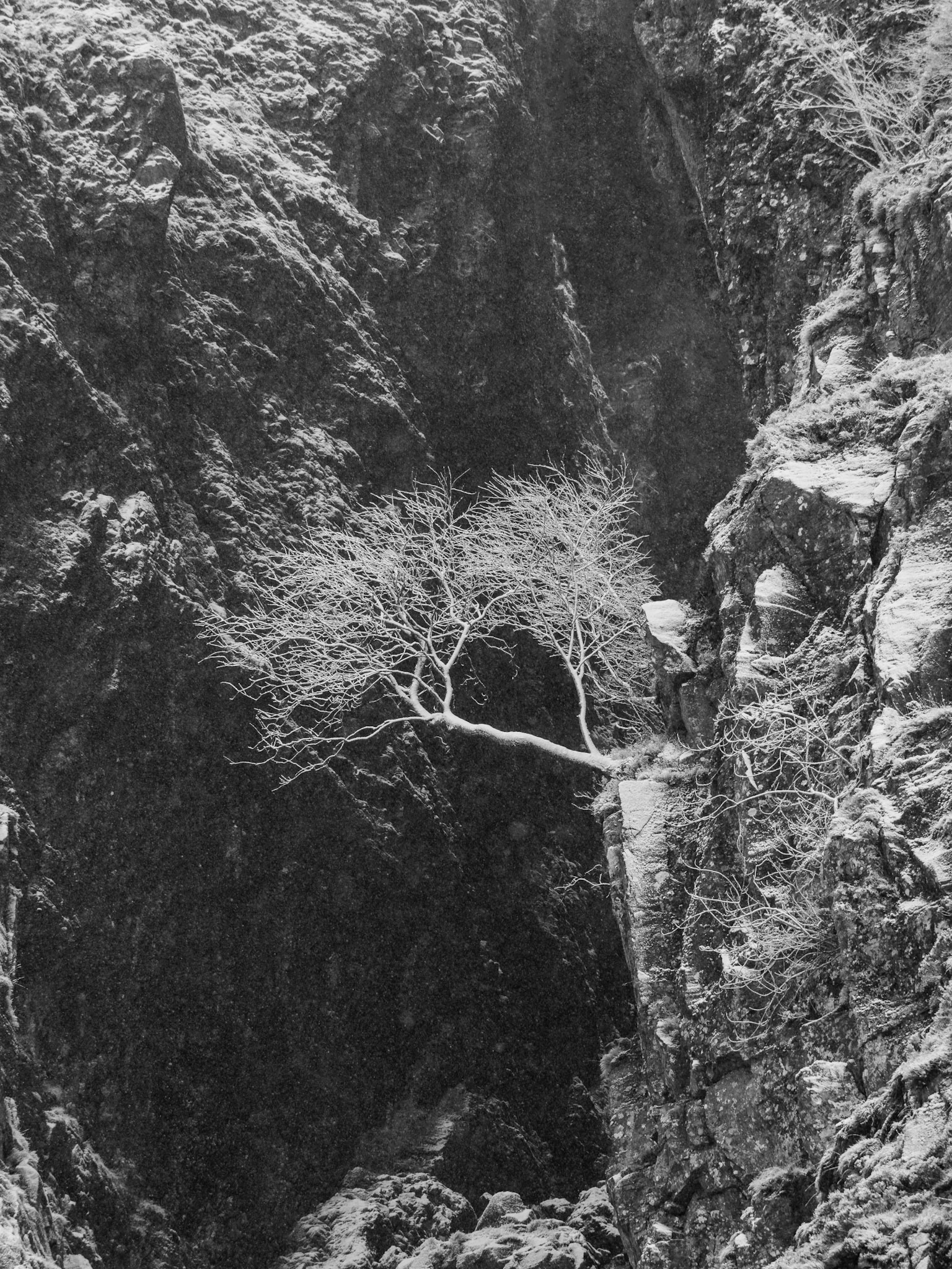 Lonely tree over Devils Kitchen