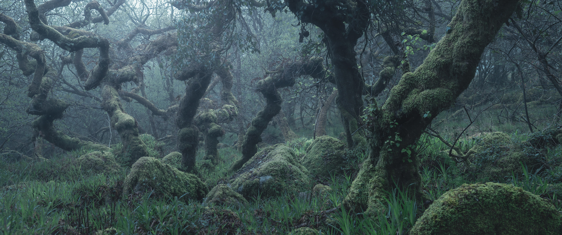 Dartmoor's ancient woodland