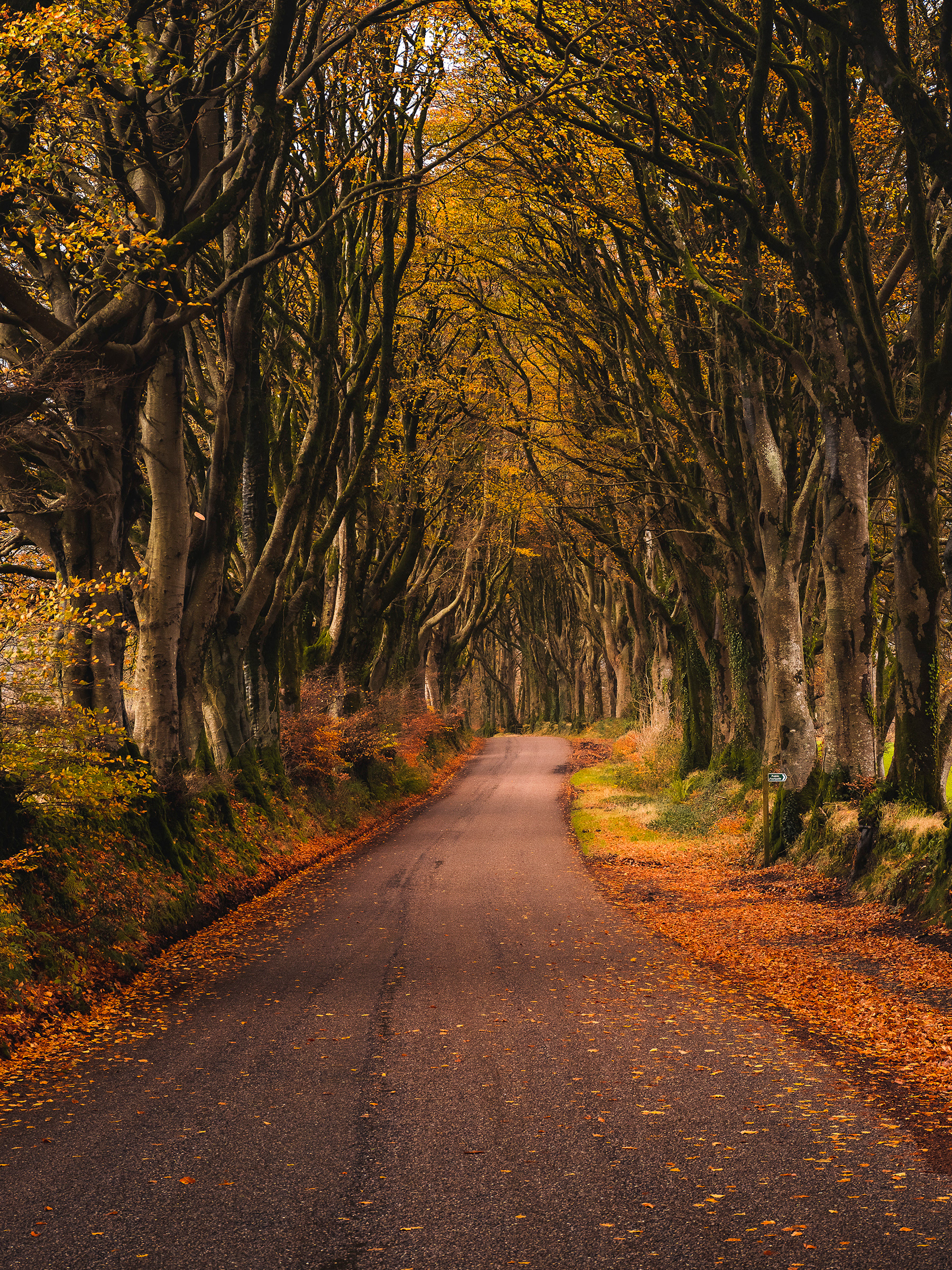 Bridestowe Cathedral - Beech Tree Avenue near the Fox and Hounds Pub