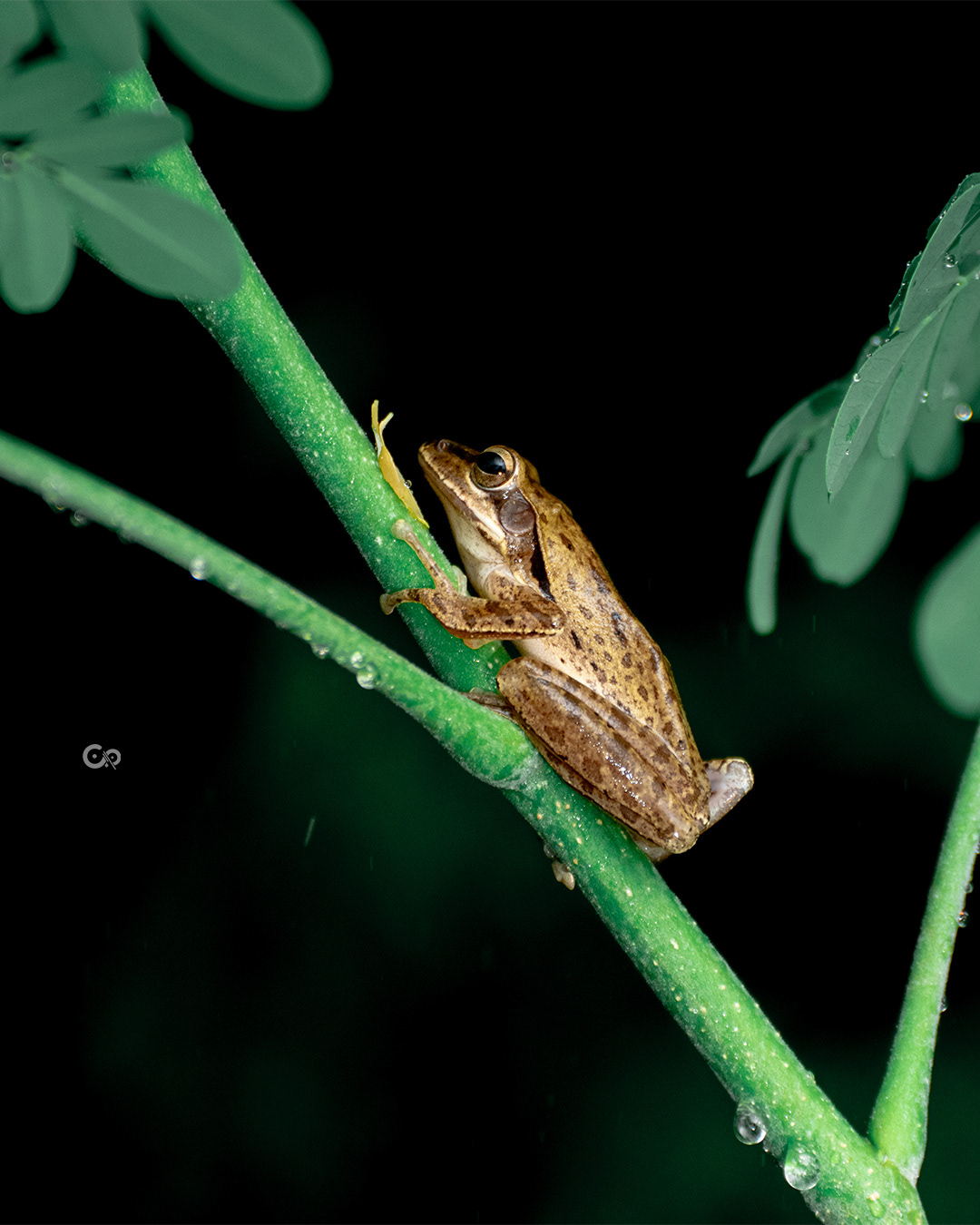 Tree Frog