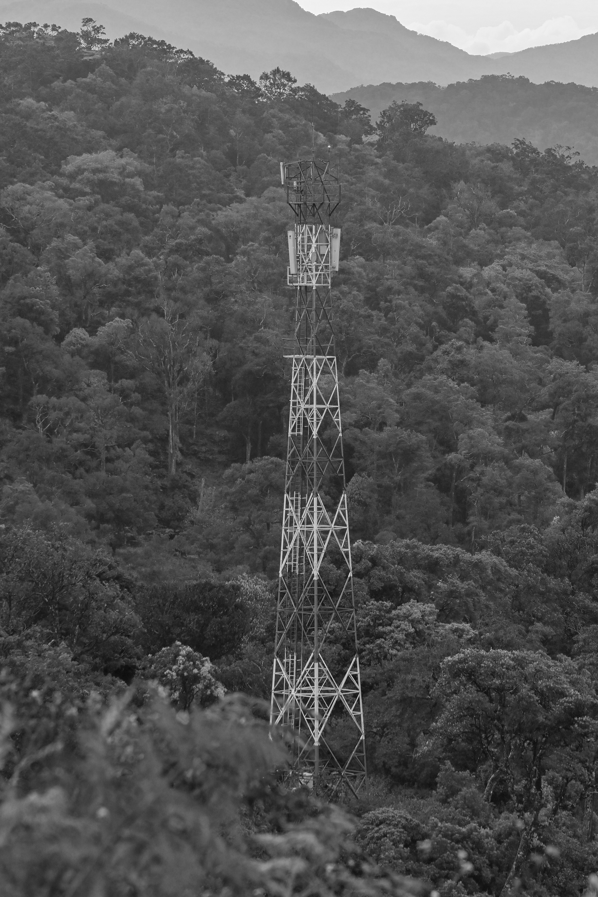 signal inside forest