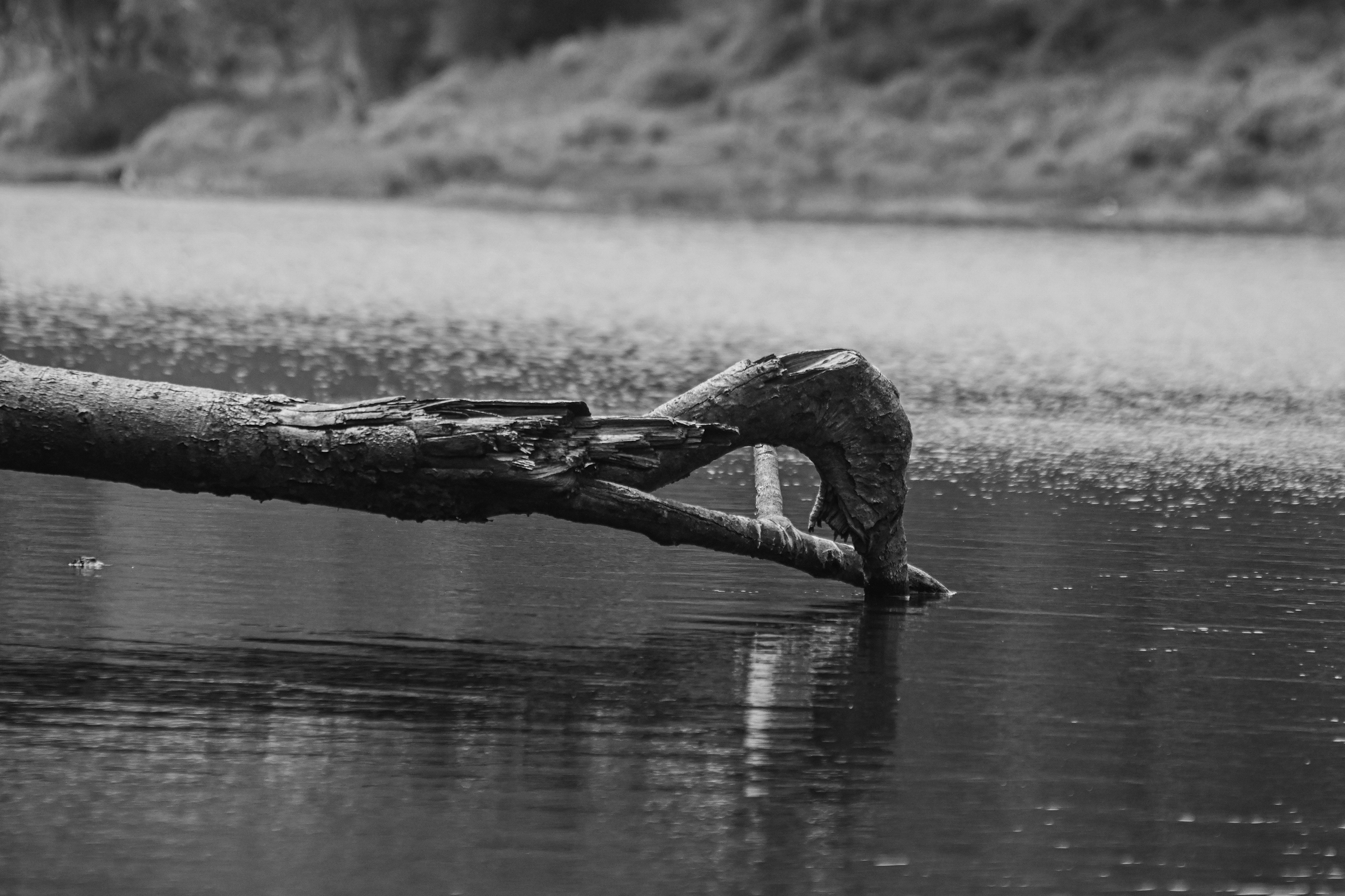 tree on a dam