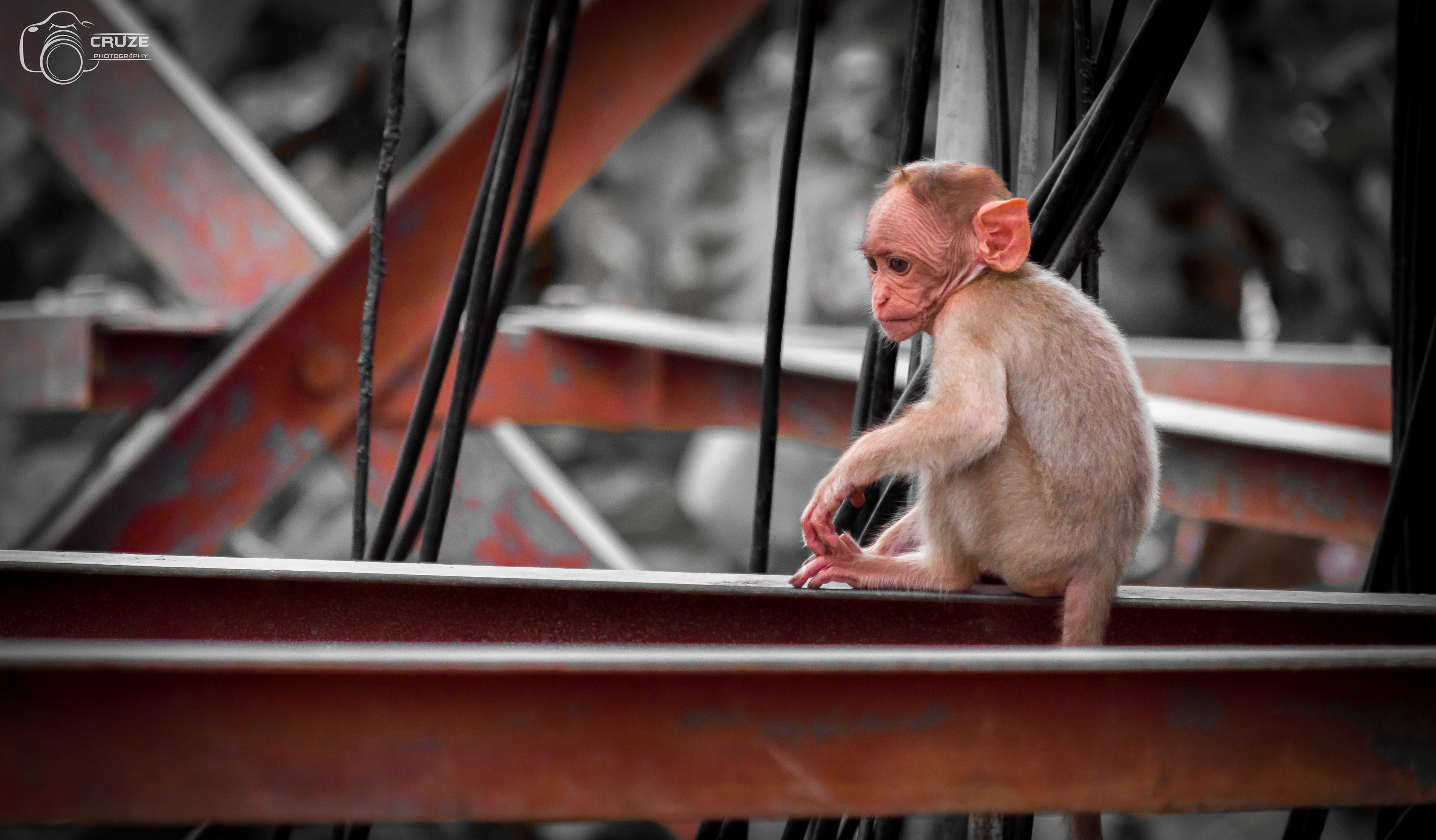 Monkey
