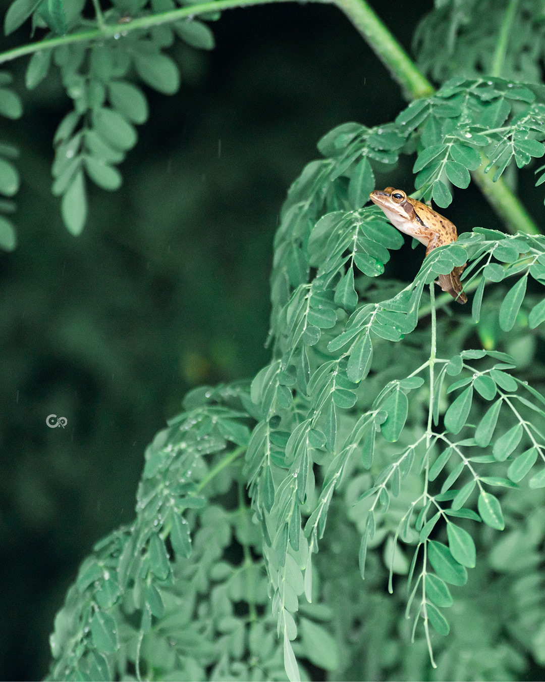 Tree Frog