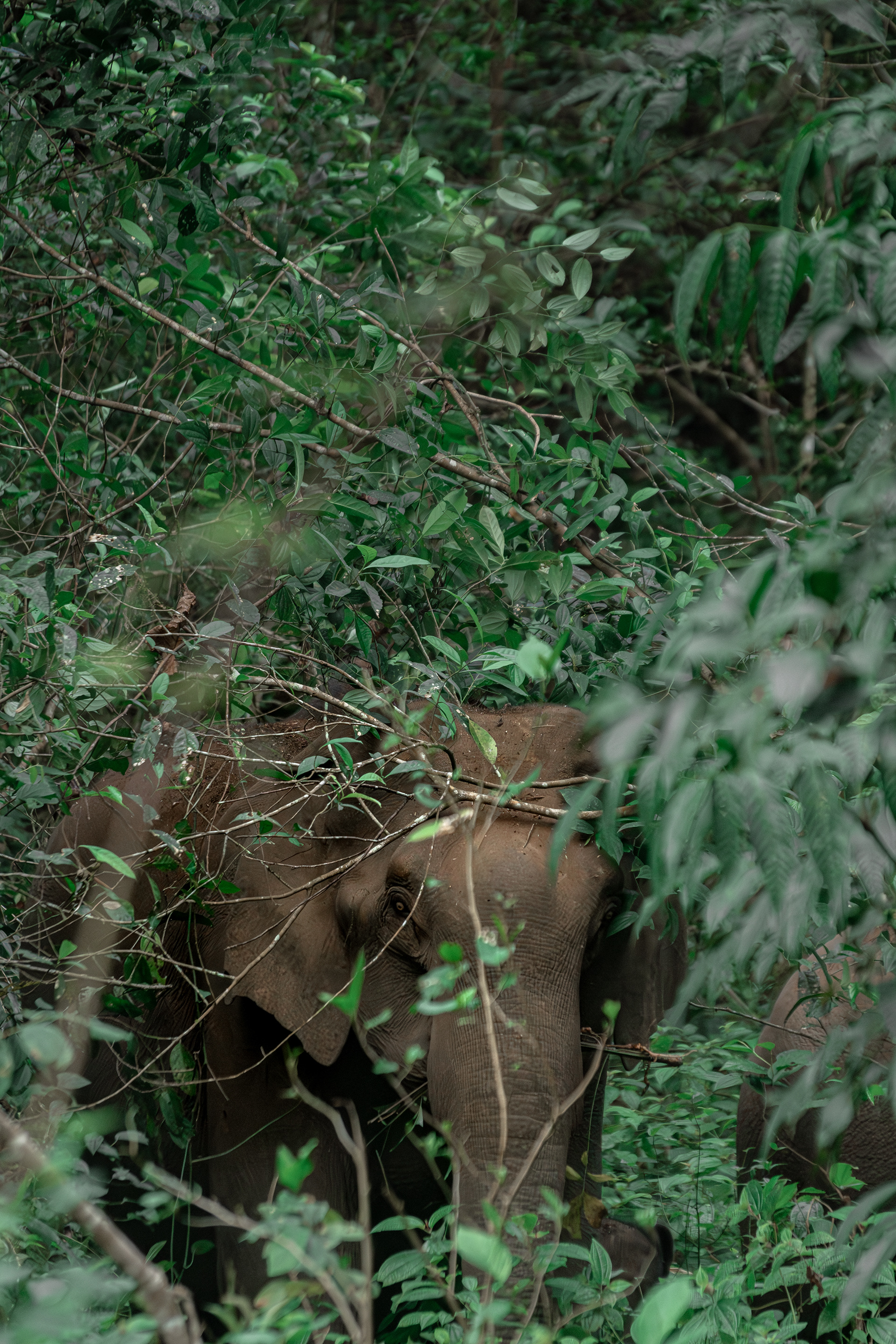 gavi forest