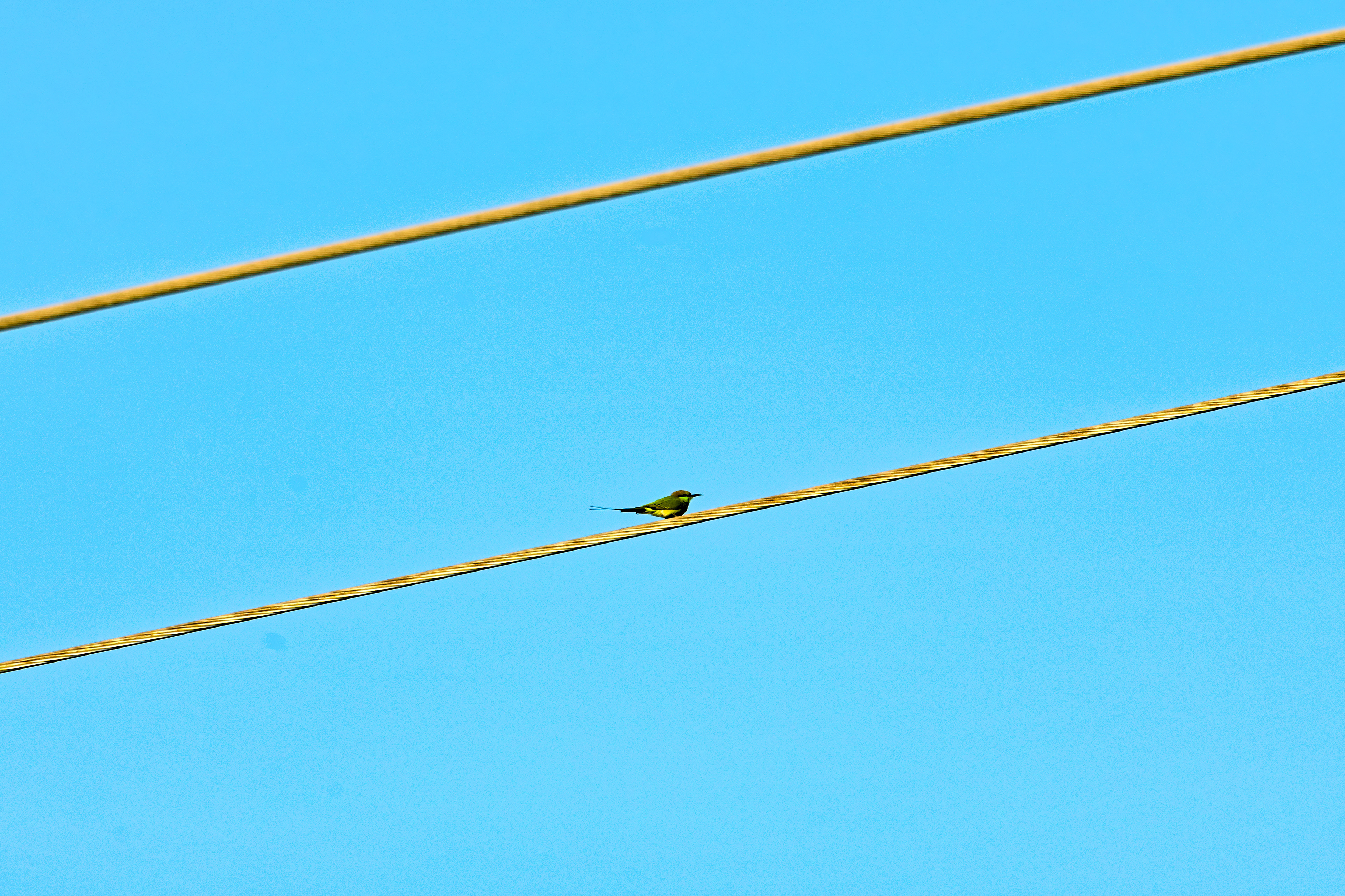 Asian green bee eater