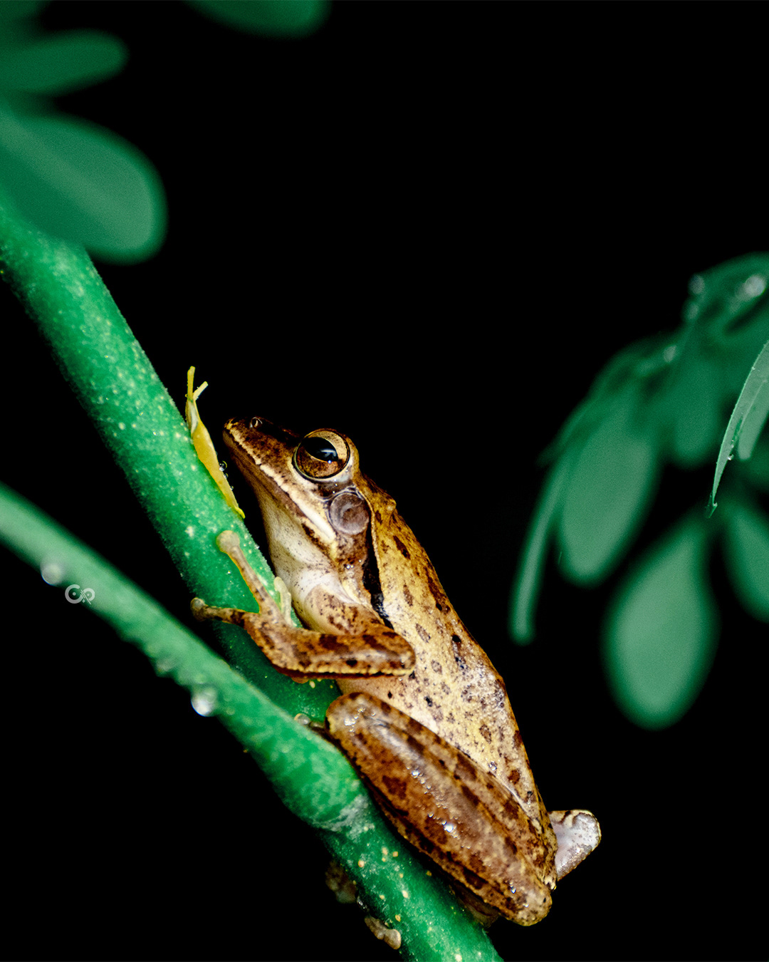 Tree Frog