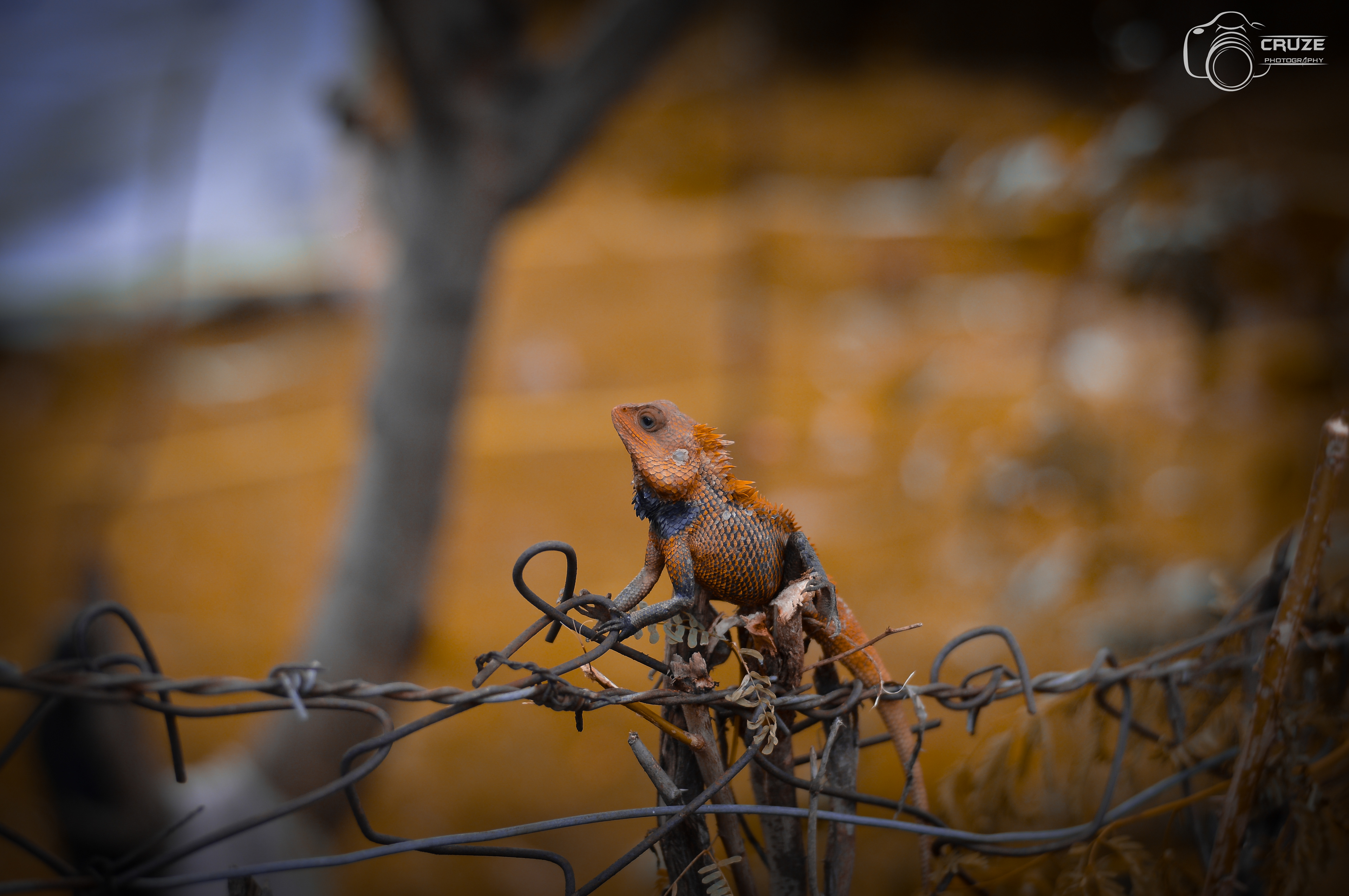 lizard