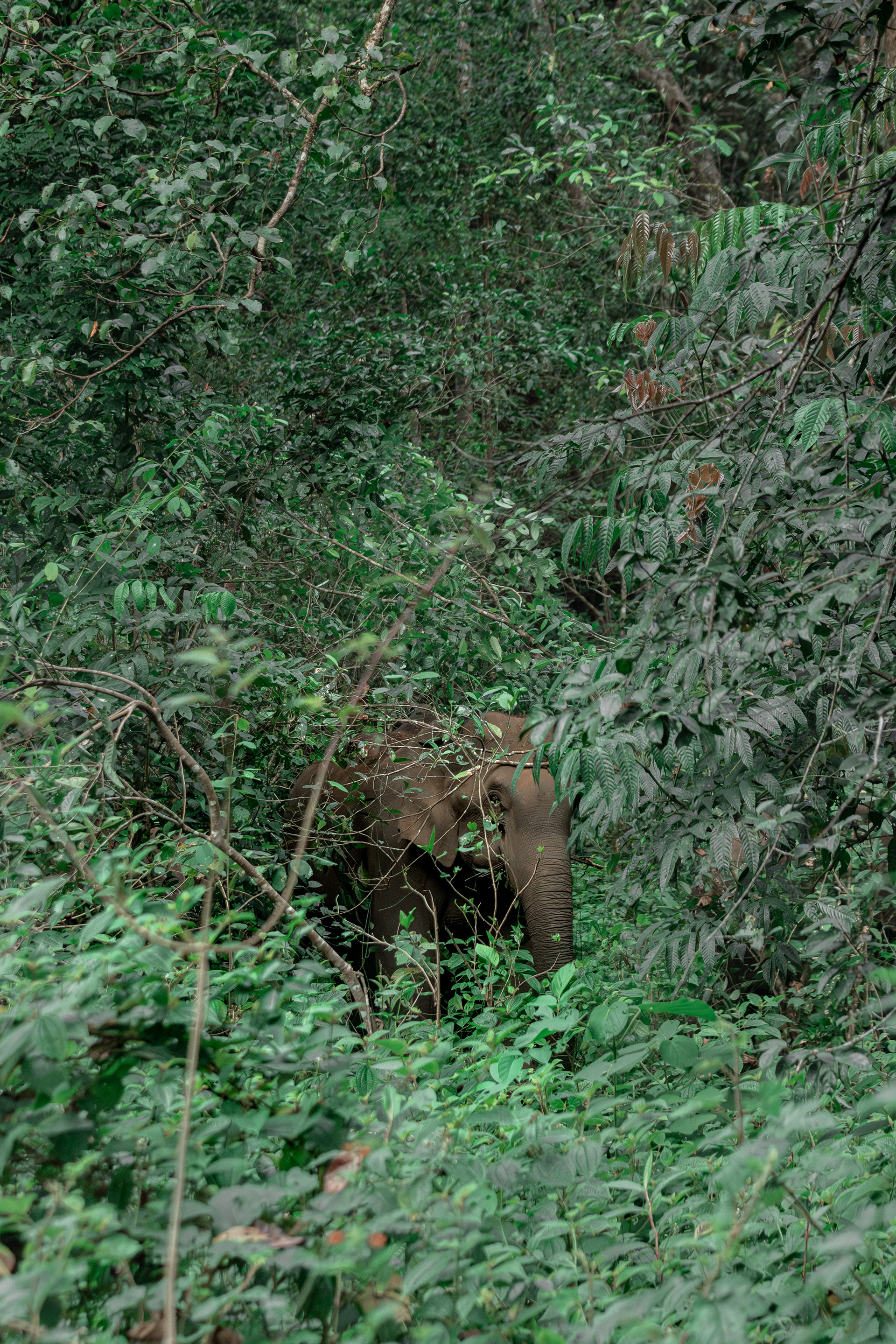 gavi forest