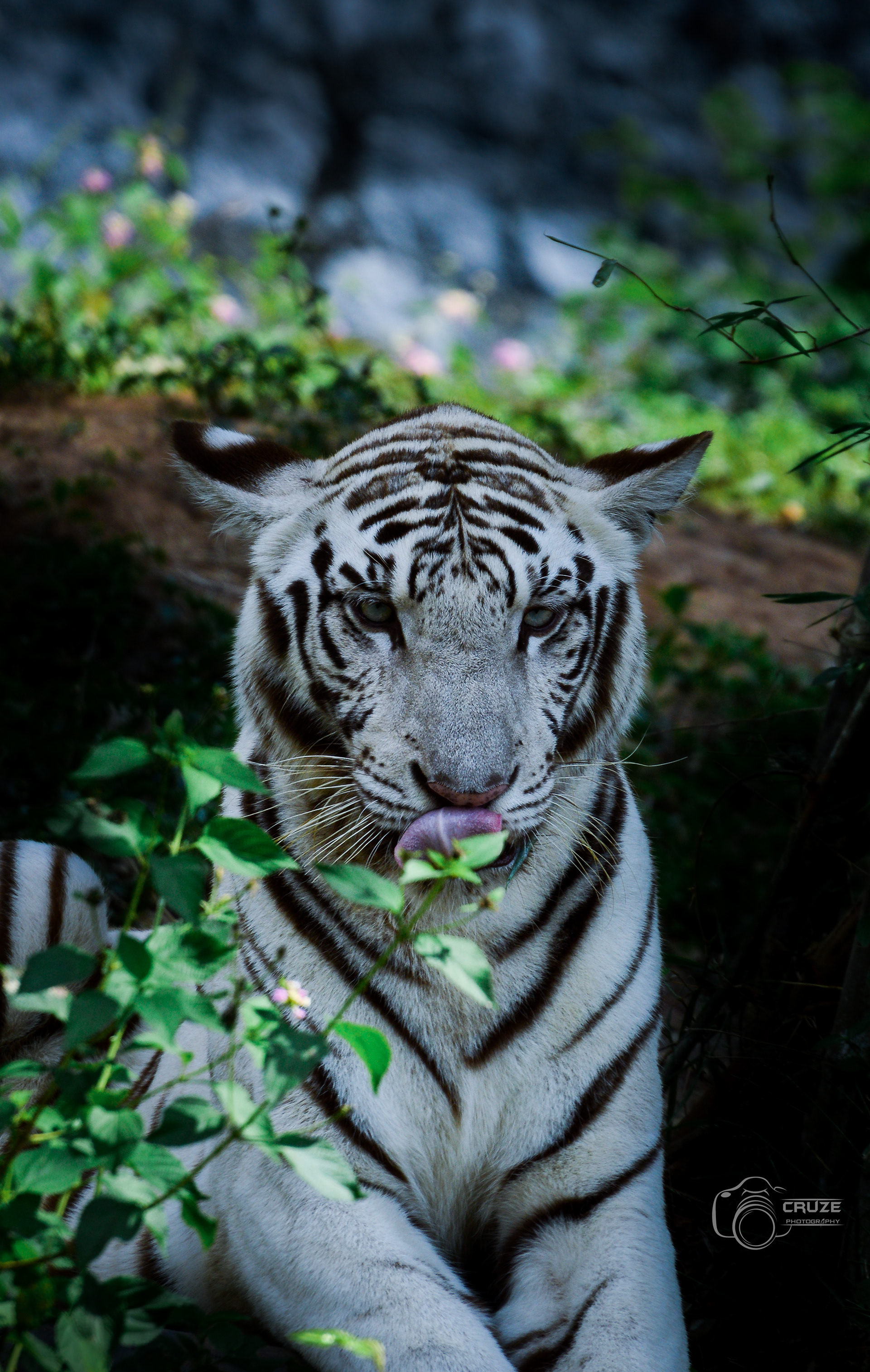 Vandalor zoo