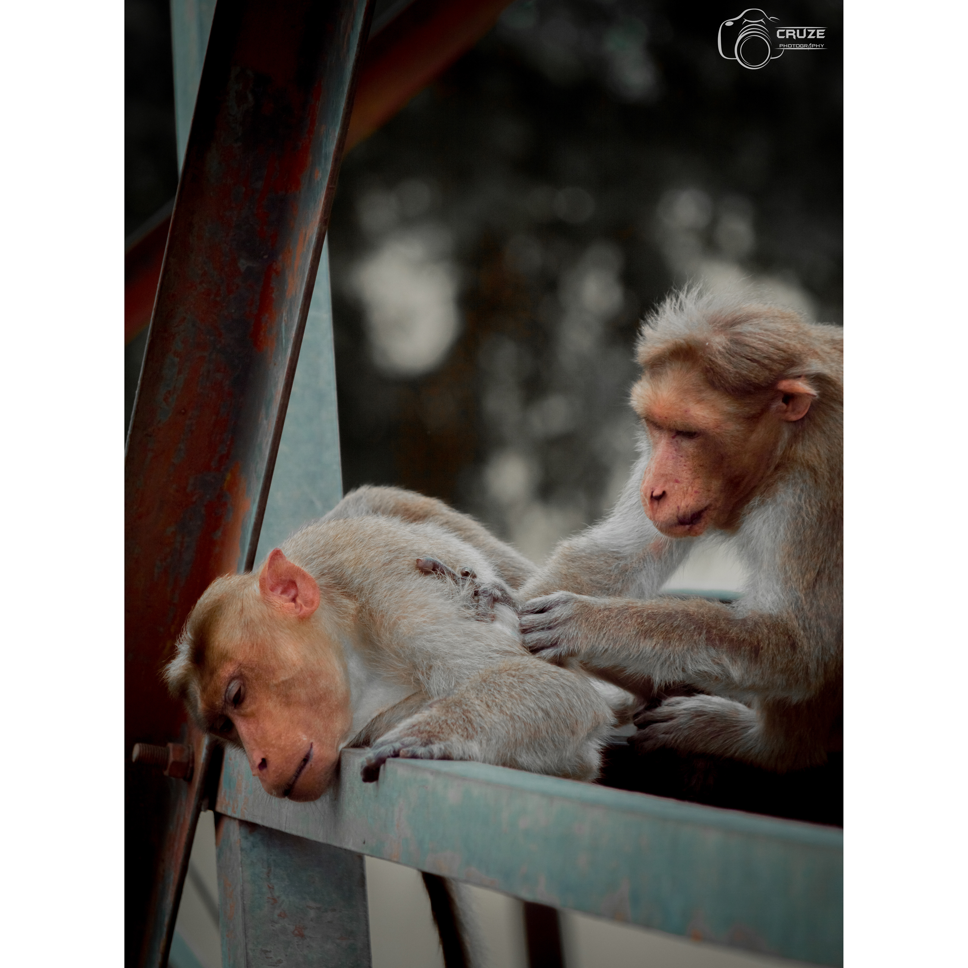 Monkey
