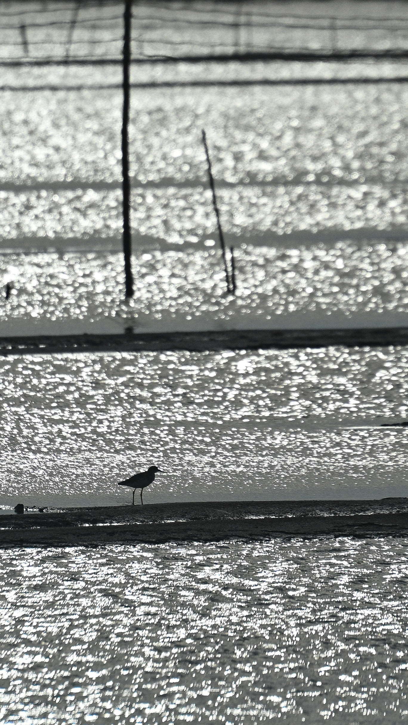 Birds silhoutte