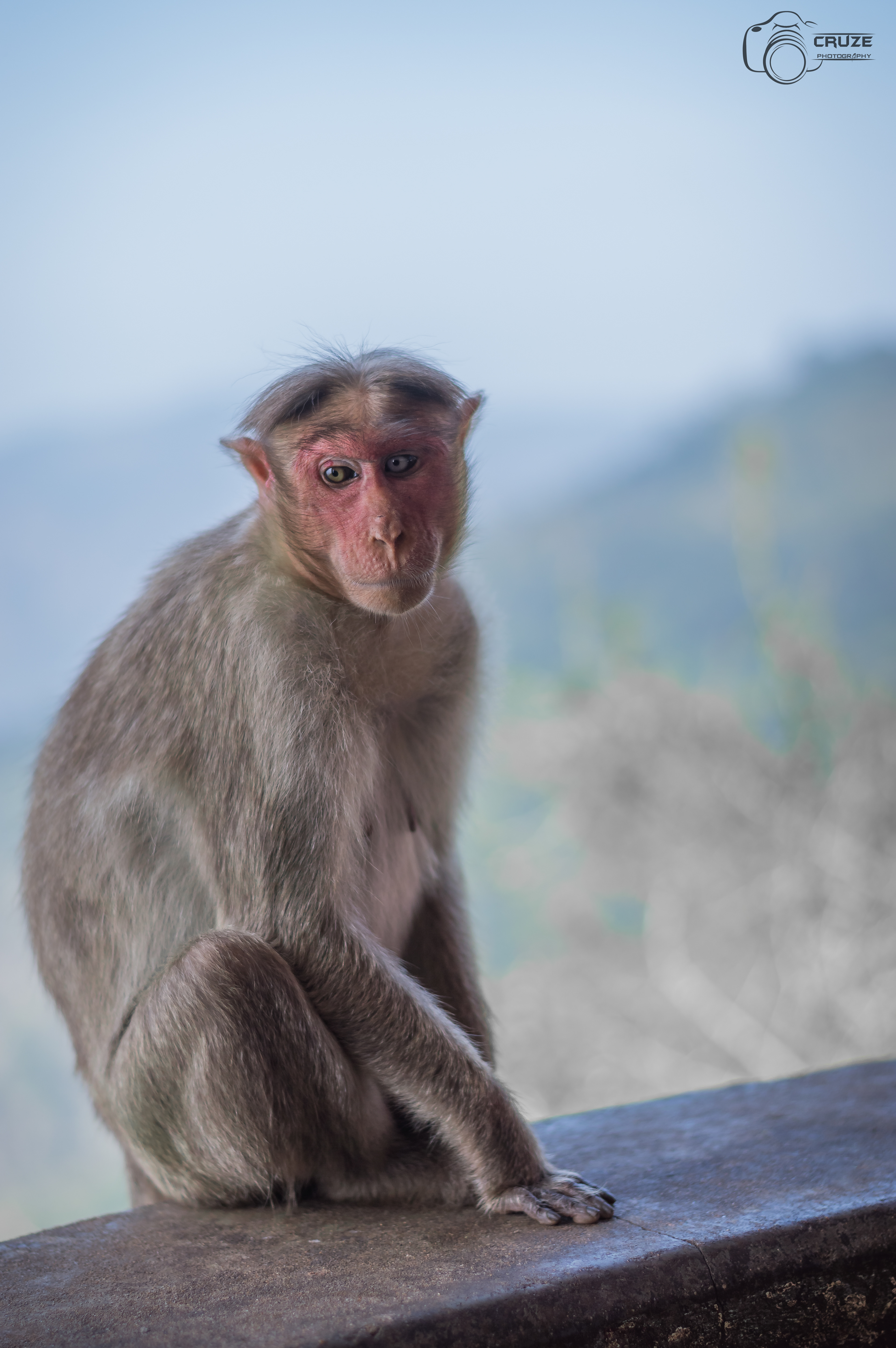 Monkey