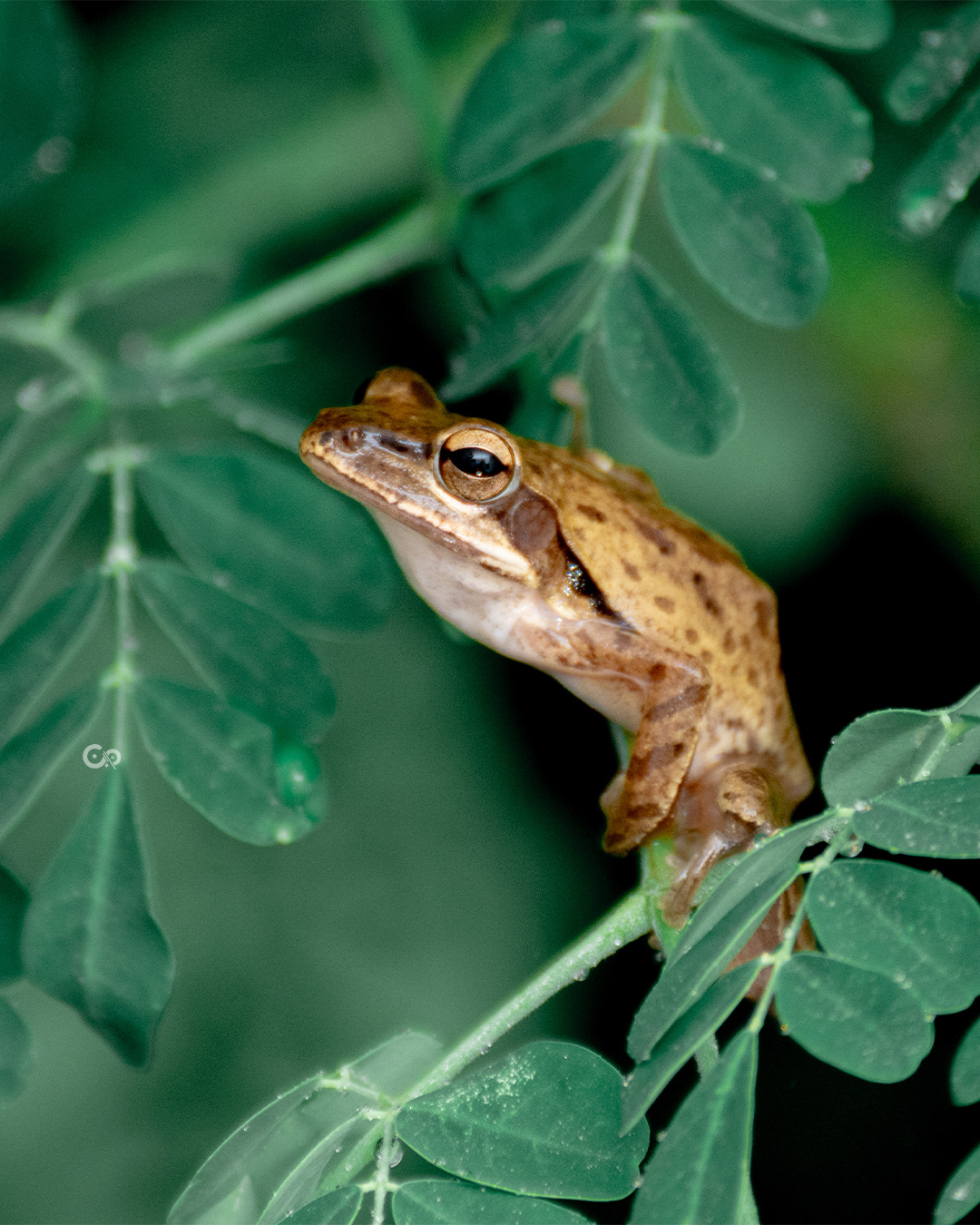 Tree Frog