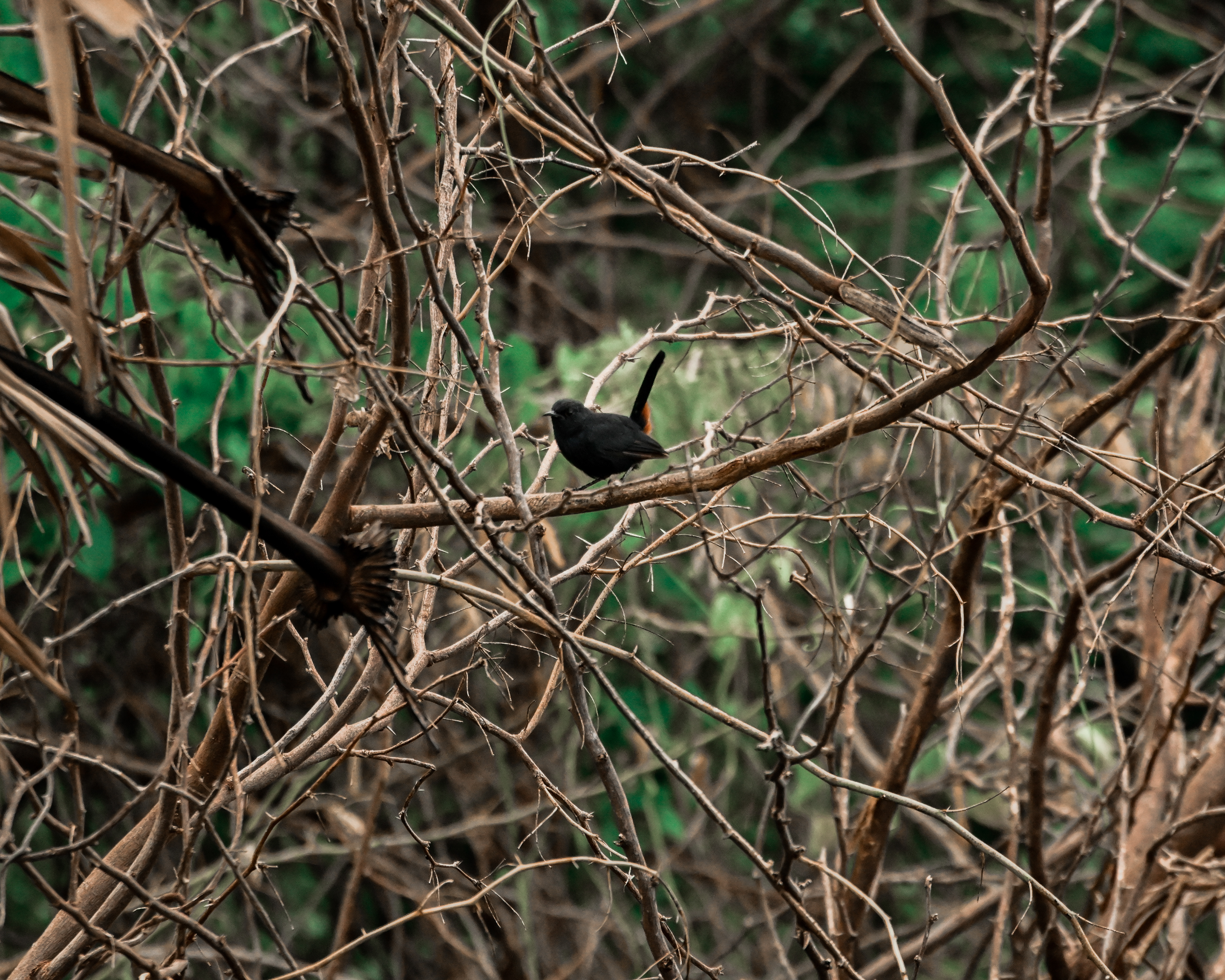 myna
