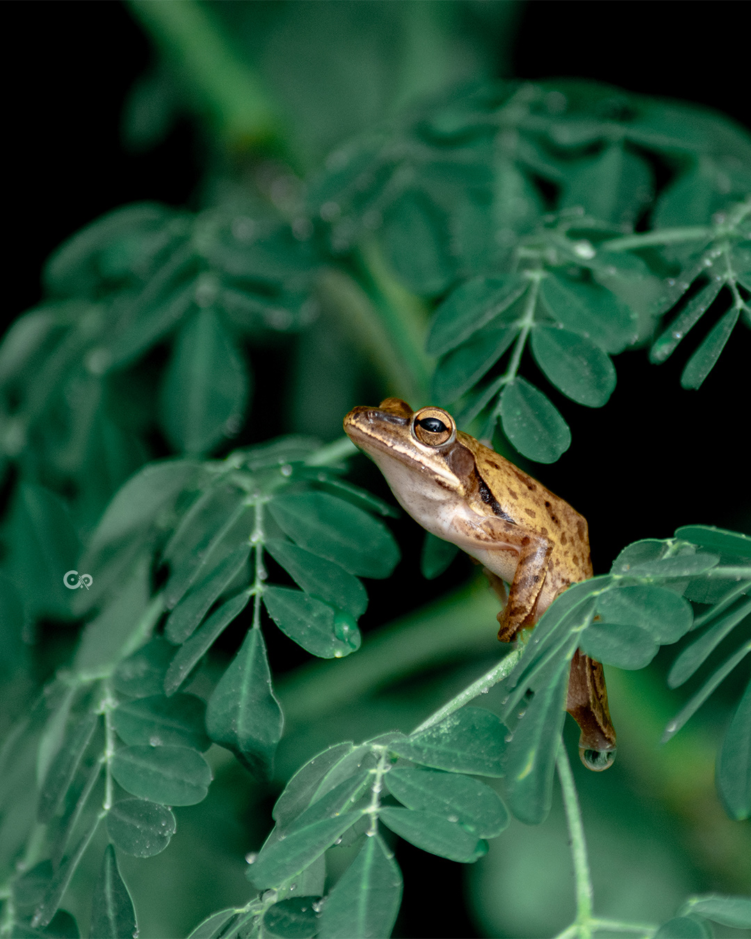 Tree Frog