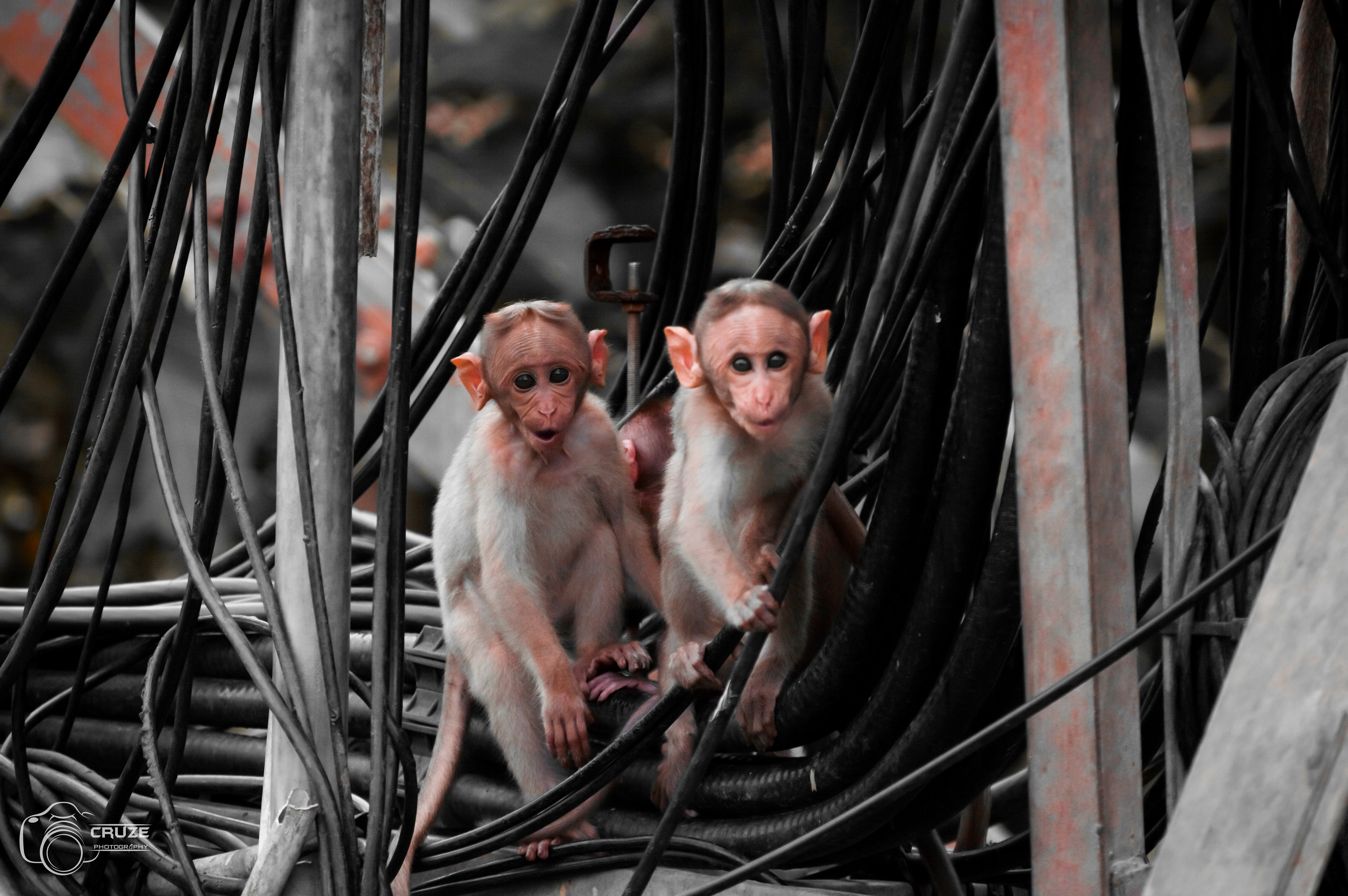 Monkey