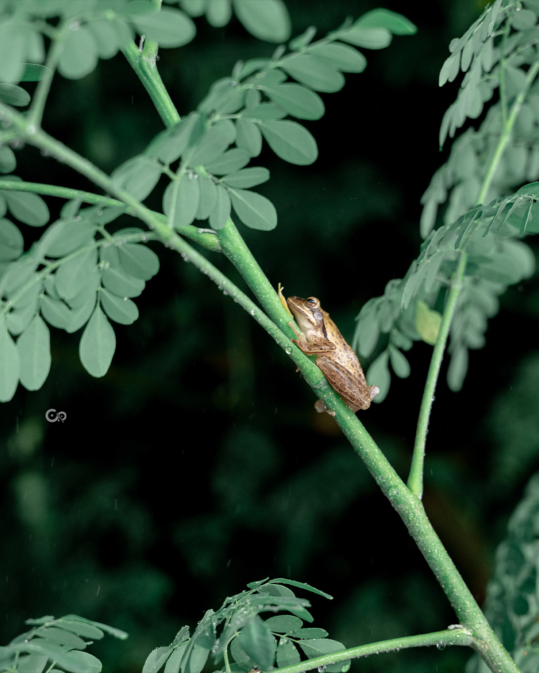 Tree Frog
