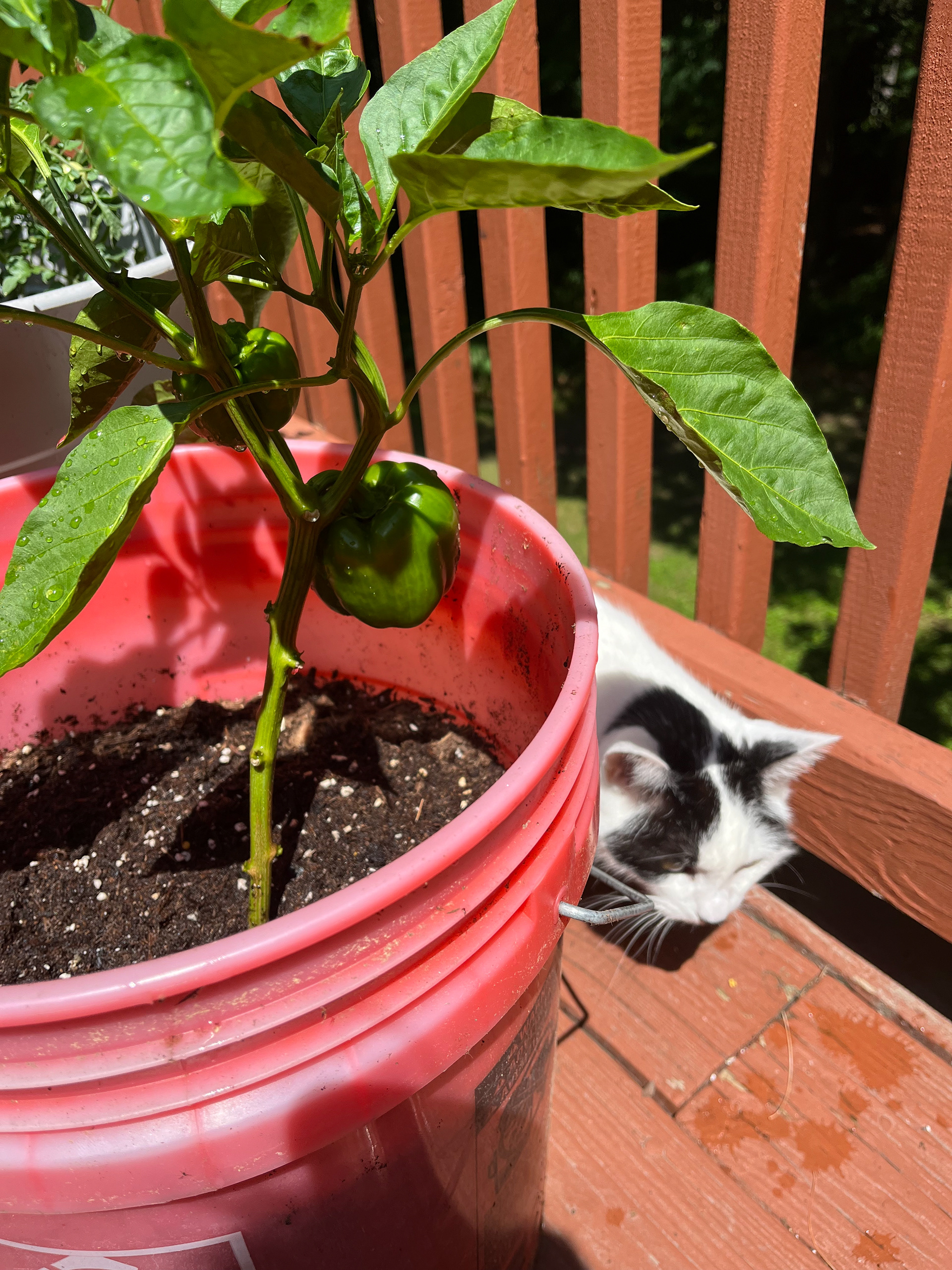 Lupin and pepper
