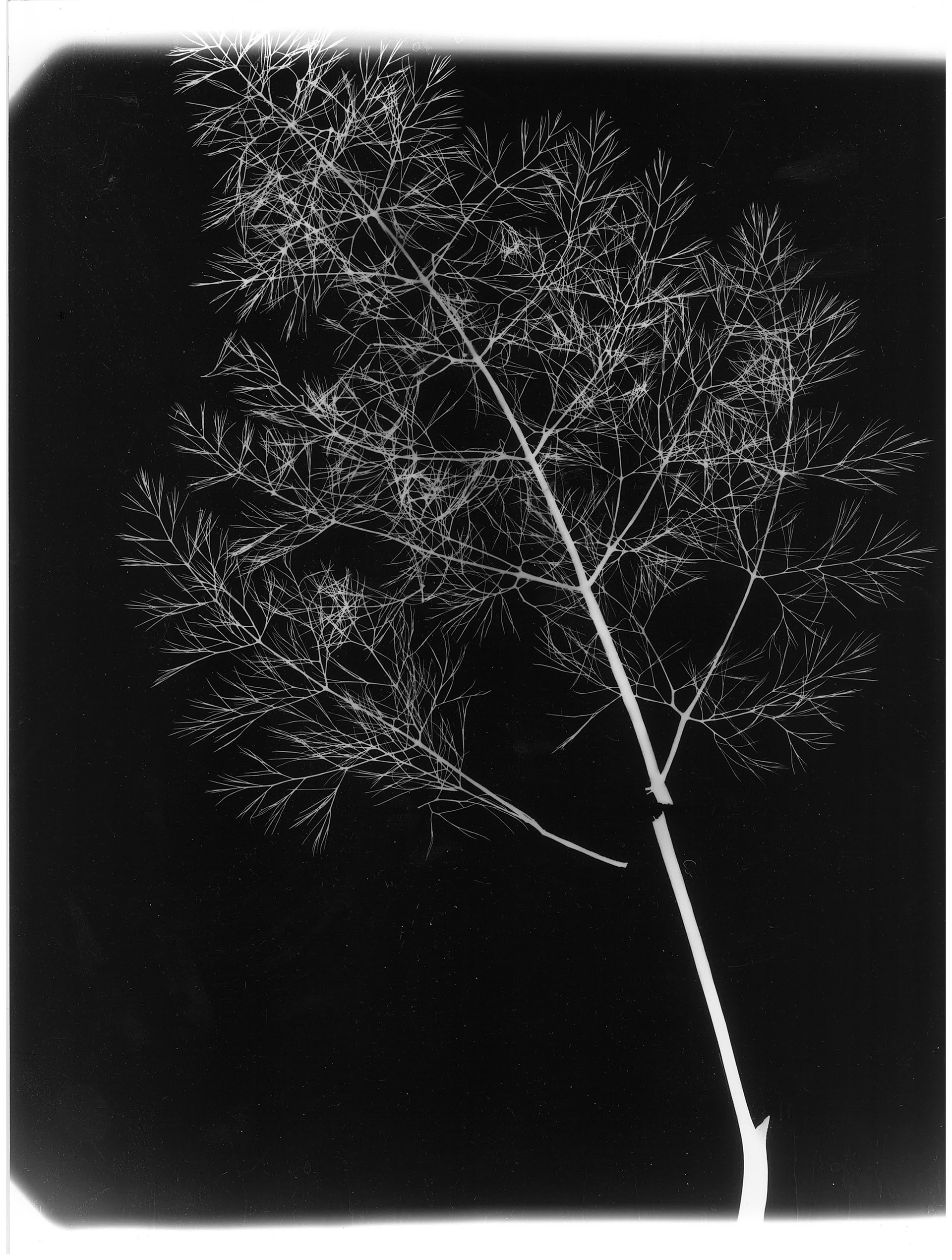Photogramme, 2020-2021, 29,5 x 39,5 cm. Tirage unique sur papier Ilford