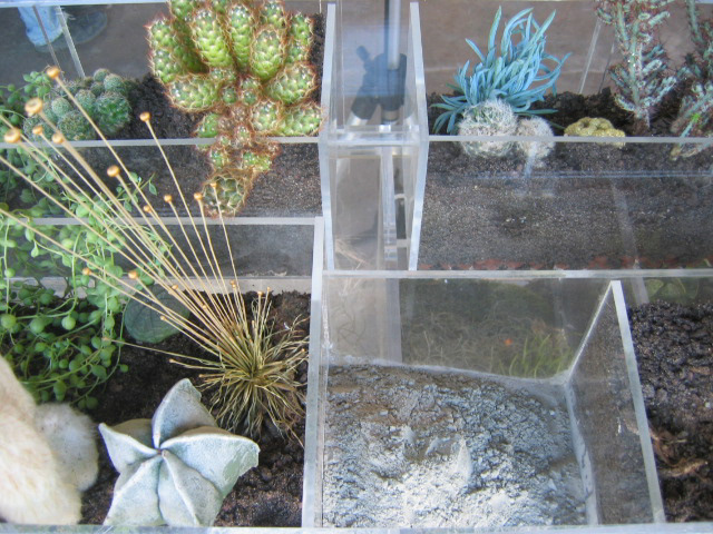 Détail de Polarity Garden. 210 x 175 x 35 cm. 2006. Co-réalisée par Emilie Benoist et Julien Sirjacq. Plantes, terre, sable, ciment, sciure, enduit, polystyrène, pltre, roches, béton, brique, fibres de résine, plexiglas, acier inoxydable et fer 