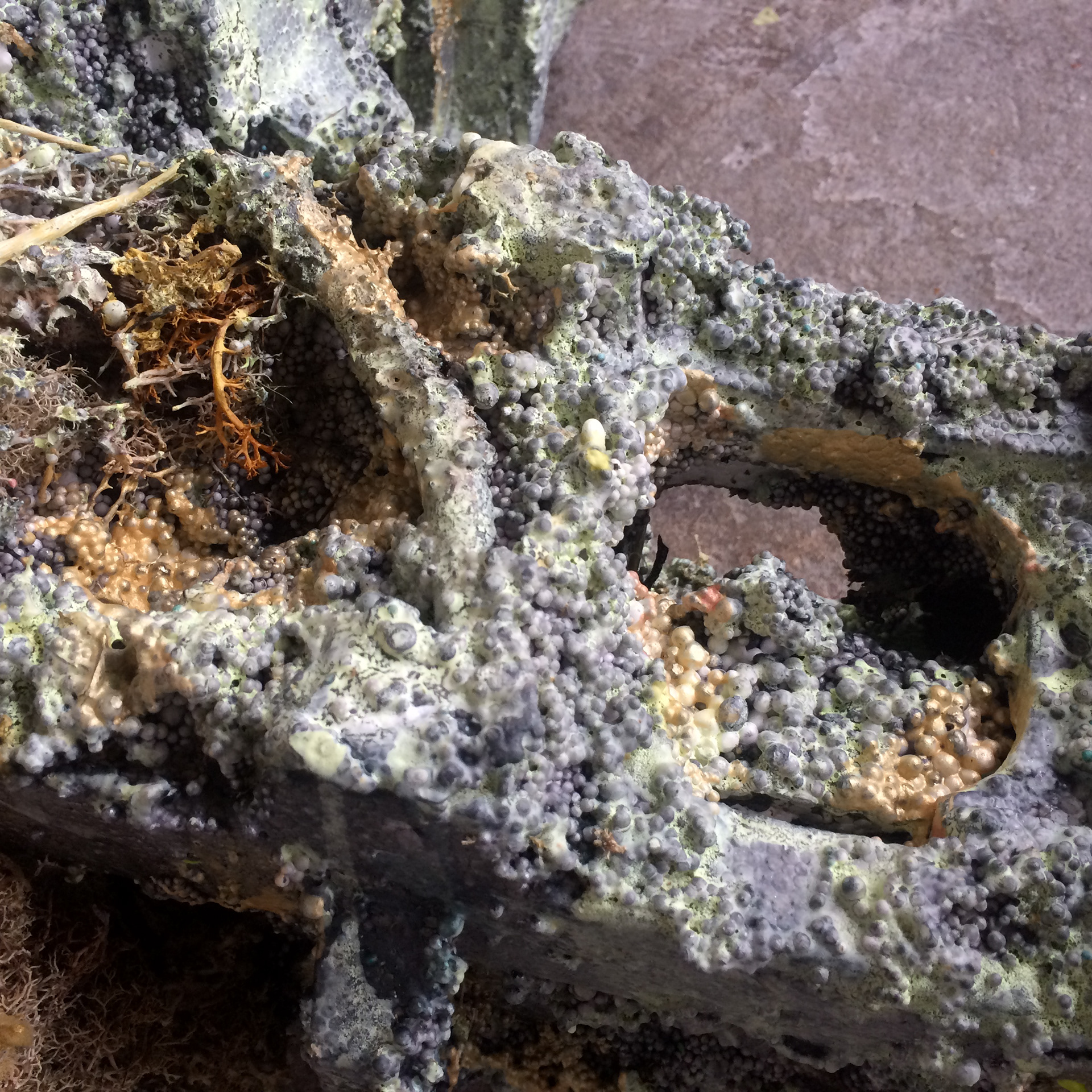 Matière vive, détail, 2016. 110 x 50 x 45 cm