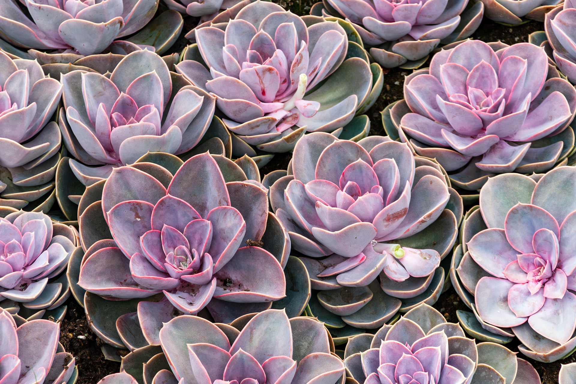 A high-angle, full-frame shot of multiple purple and green Echeveria succulents planted closely together, highlighting their natural rose-like geometric rosettes and waxy leaf texture.