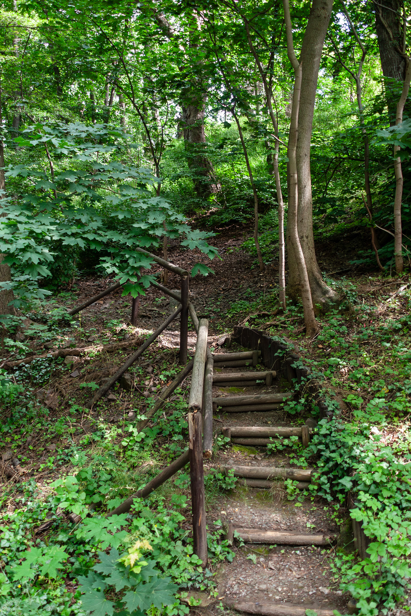 A series of rustic wooden steps with a simple branch handrail lead up a shaded, leaf-strewn hillside in a dense deciduous forest near Wernigerode, Germany.
