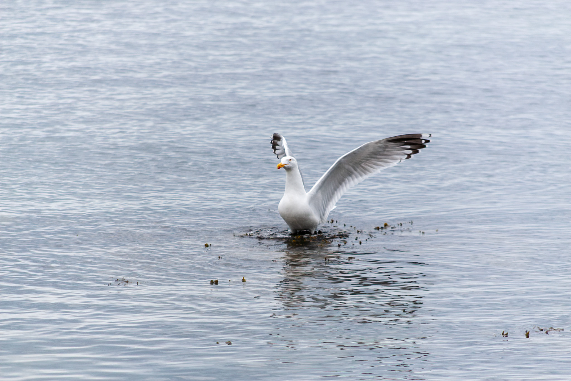 A single white seagull stands in shallow water with its large wings fully extended, creating a graceful silhouette against the soft ripples of a calm grey sea.