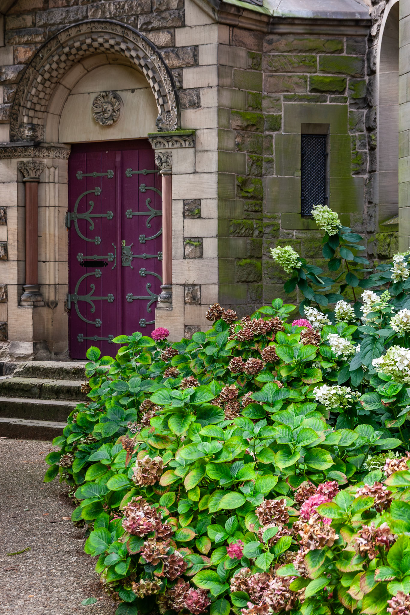A vertical shot of a decorative arched purple wooden door with iron hinges at Temple Neuf in Metz, France, partially framed by lush green bushes and blooming pink and white hydrangeas against a stone wall.