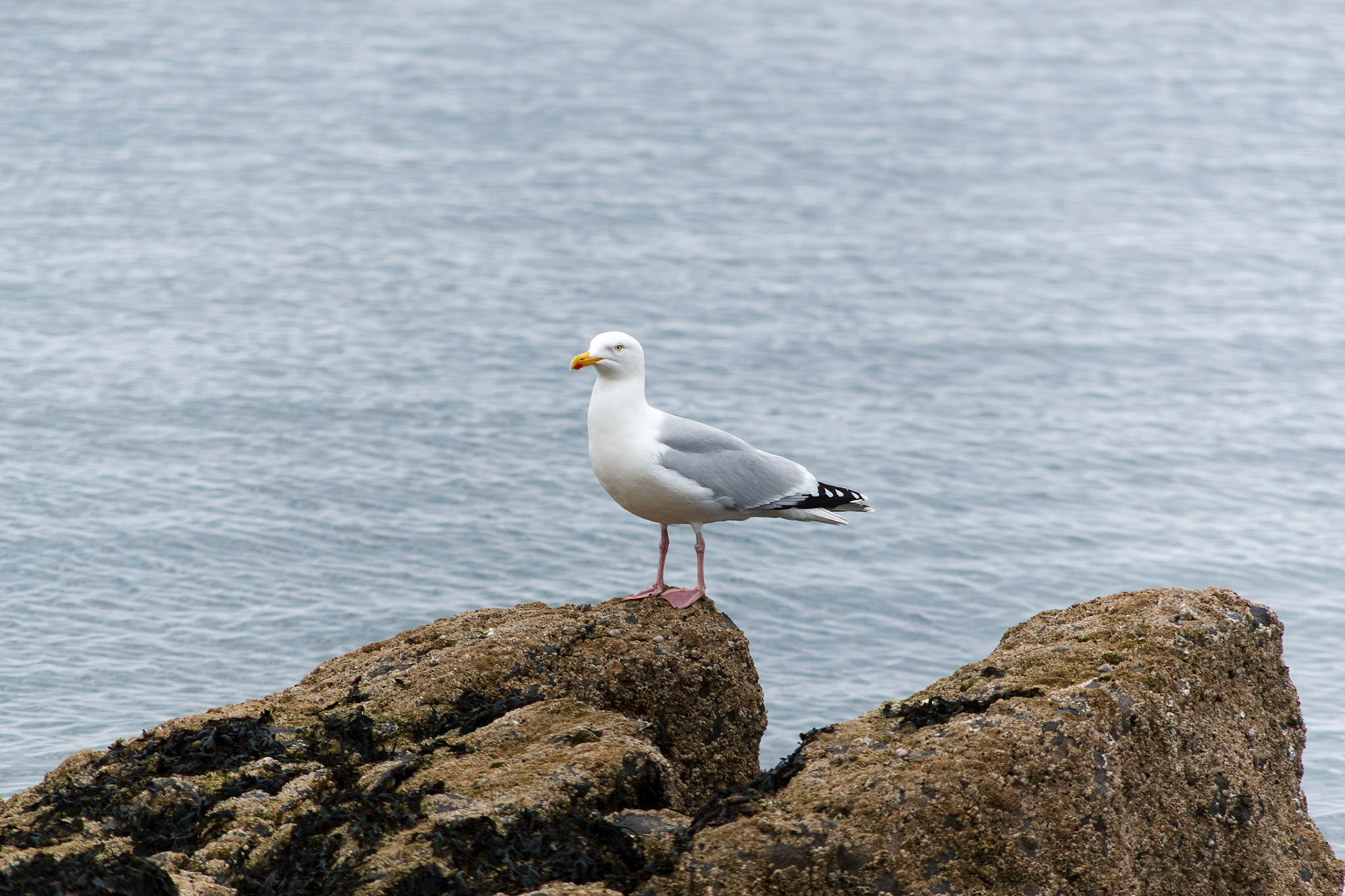 Seagull perched on a coastal rock
