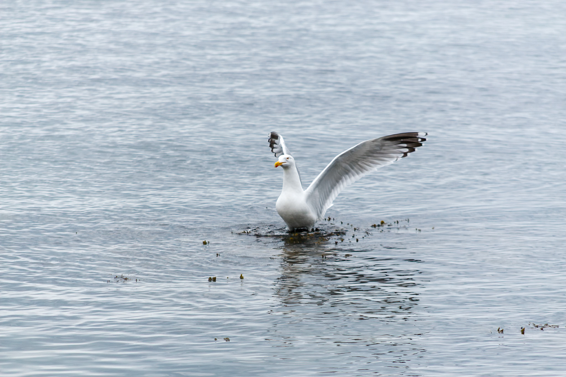 Seagull spreading its wings on water